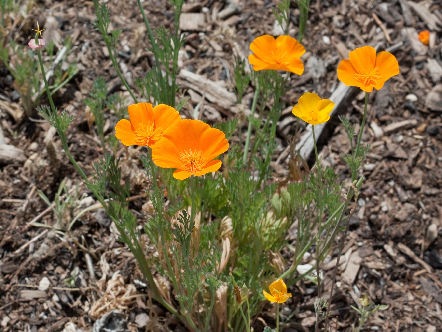 California Poppy — photo 8