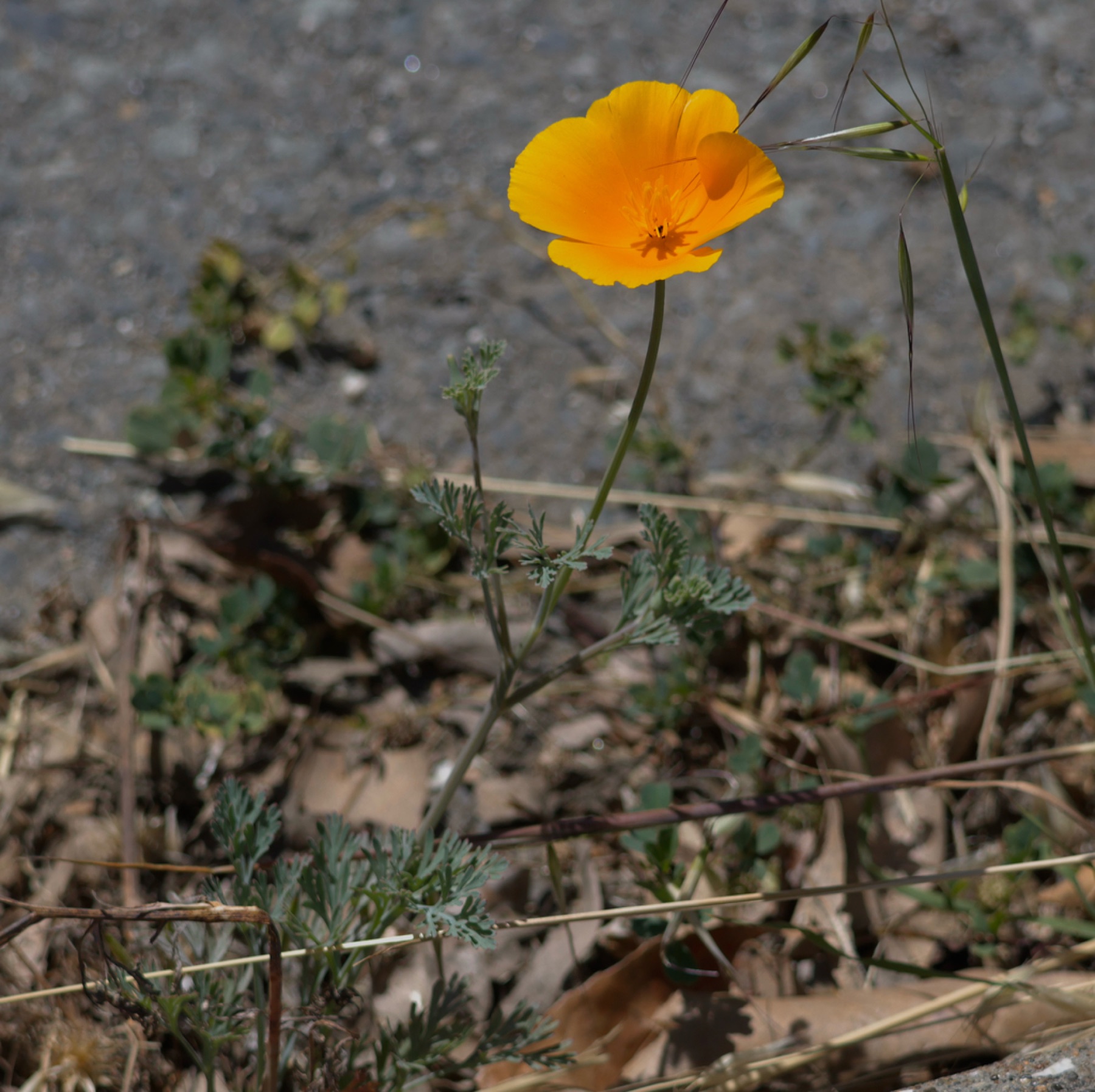 California Poppy — photo 9