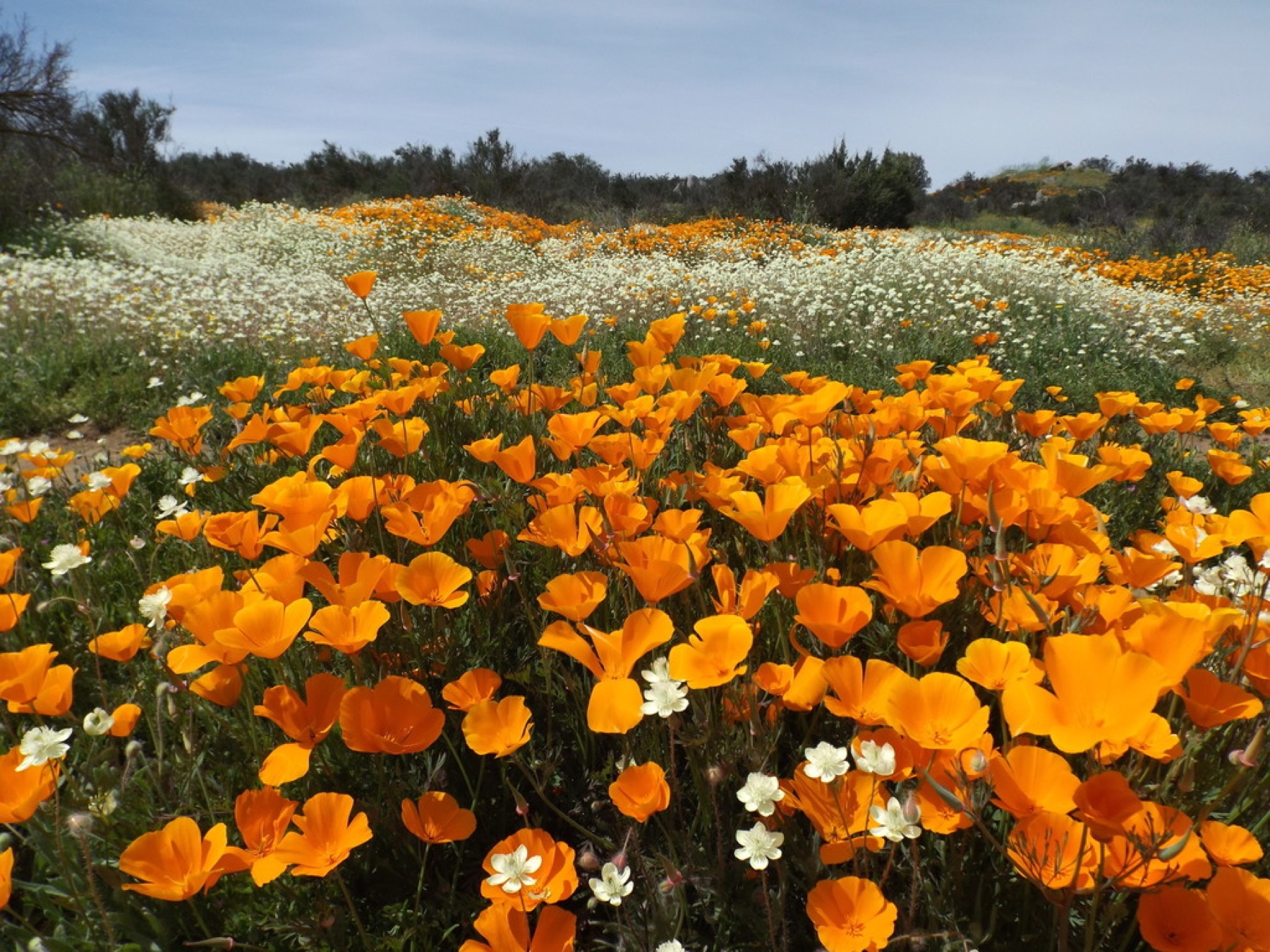 California Poppy — photo 10