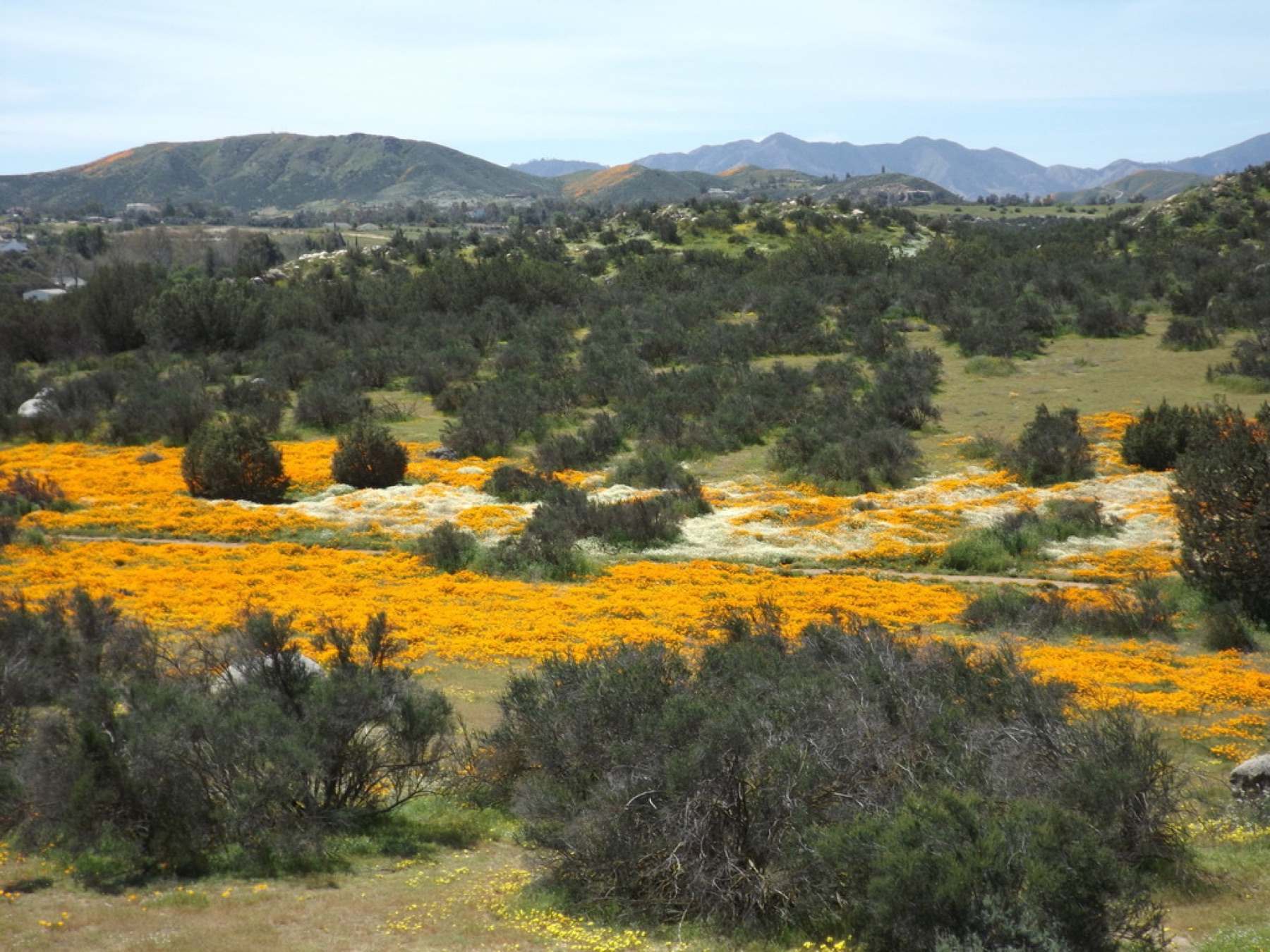 California Poppy — photo 11