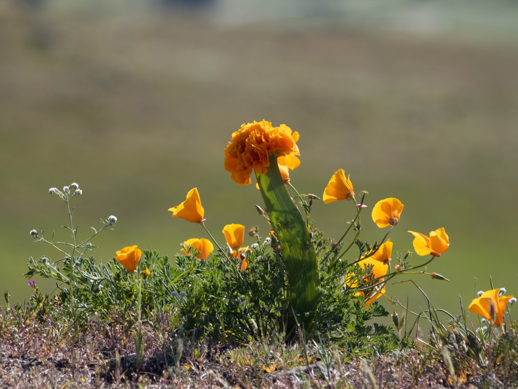 California Poppy — photo 12