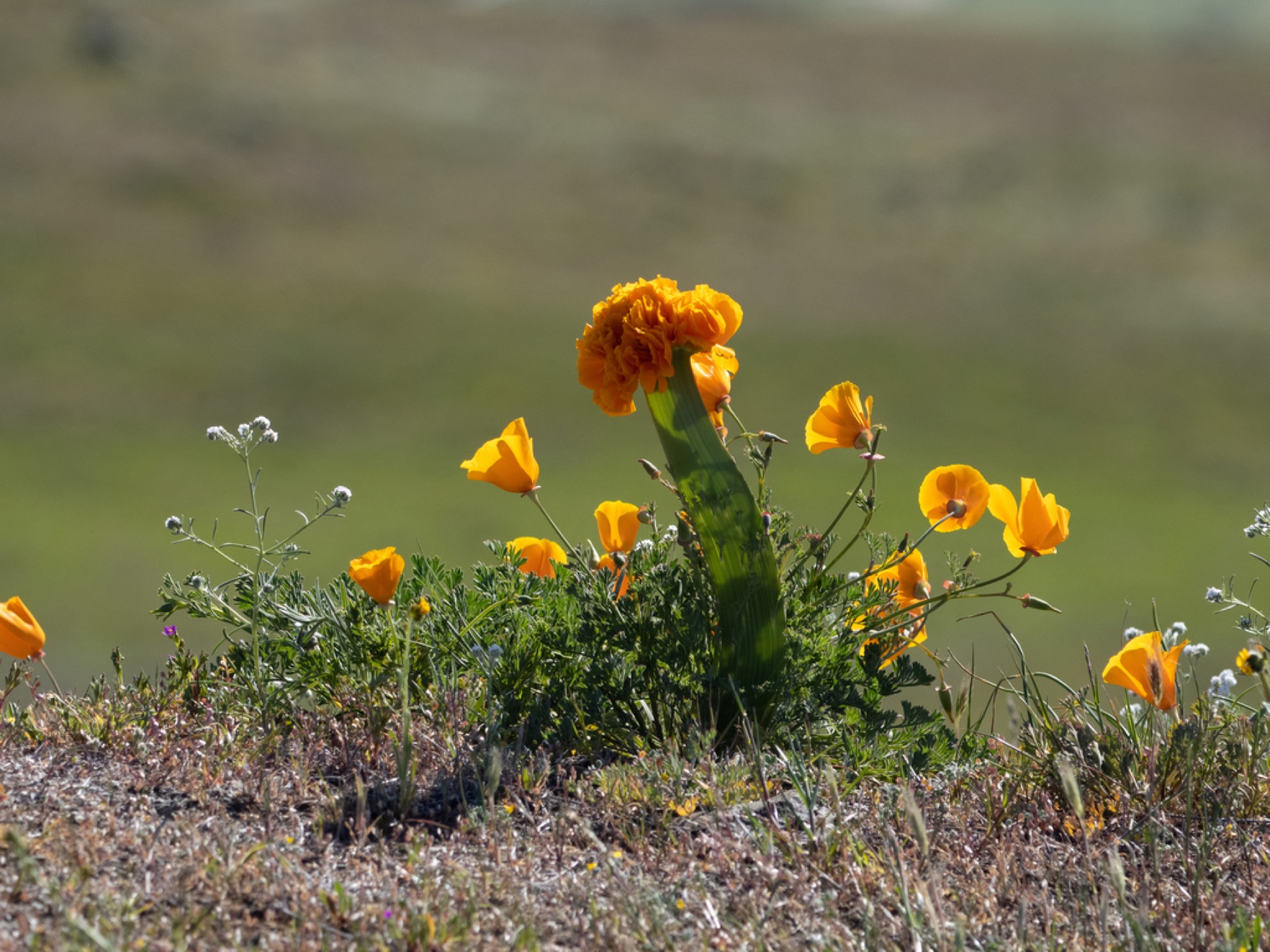 California Poppy — photo 13