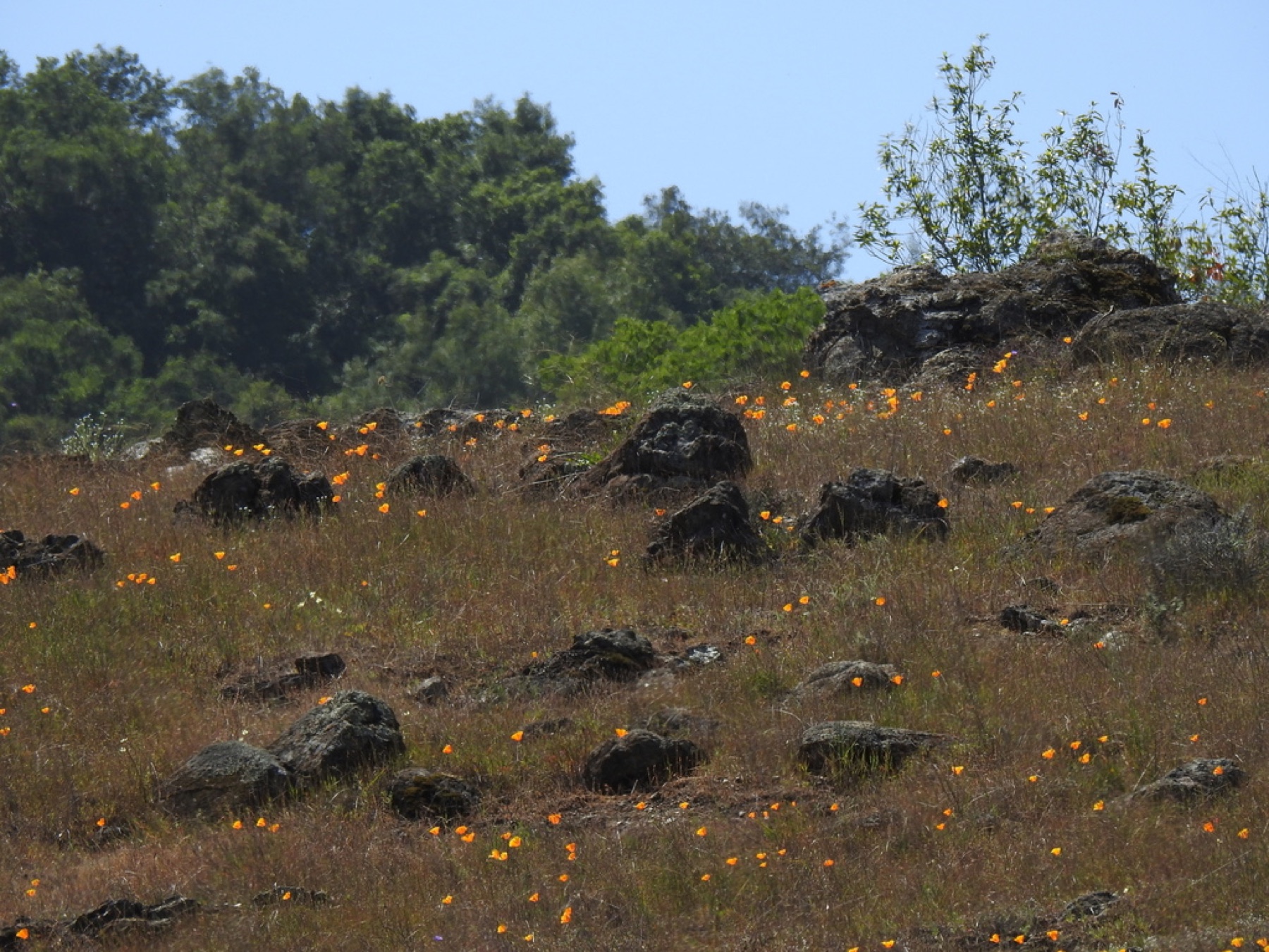 California Poppy — photo 14