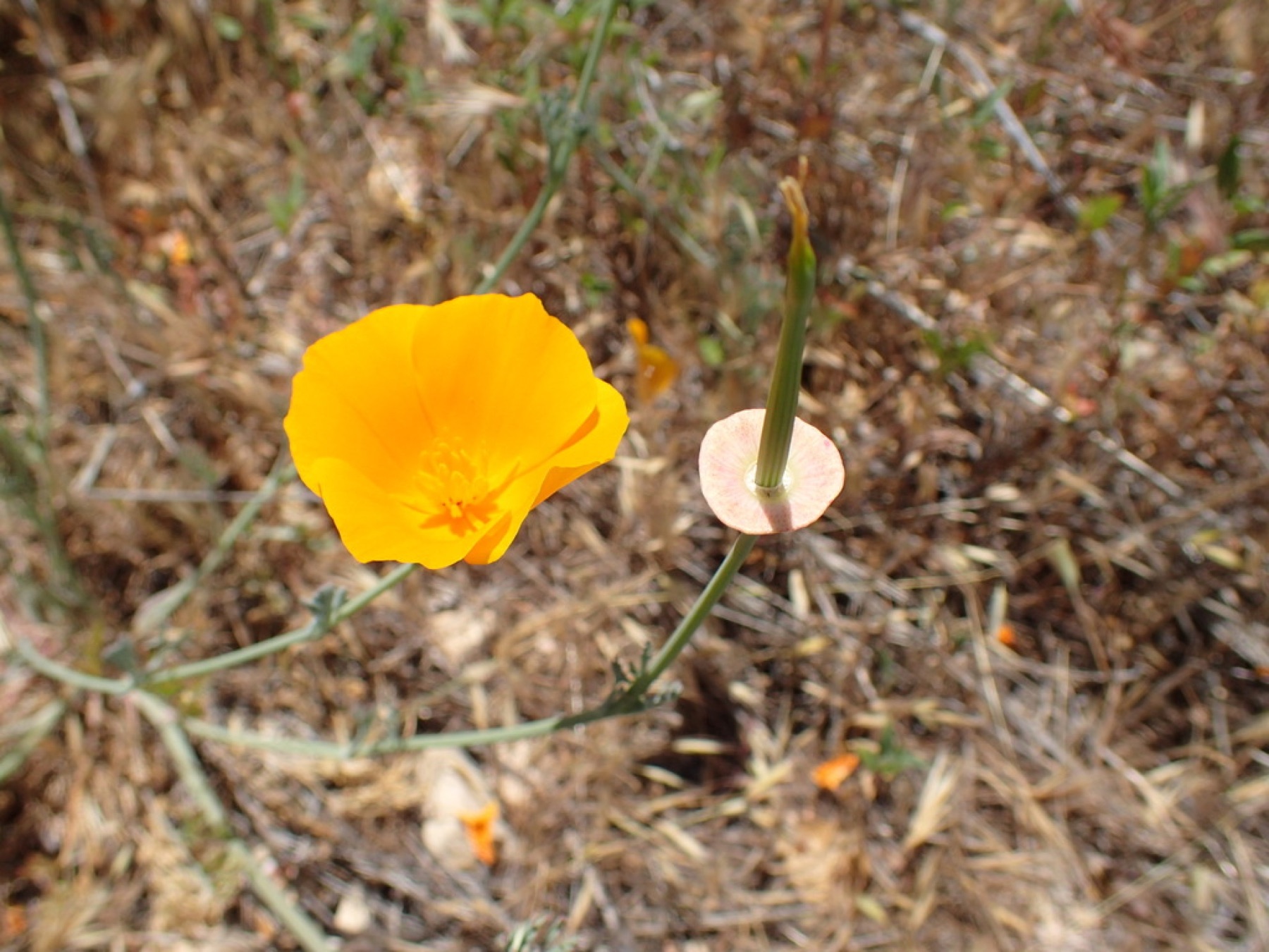 California Poppy — photo 15