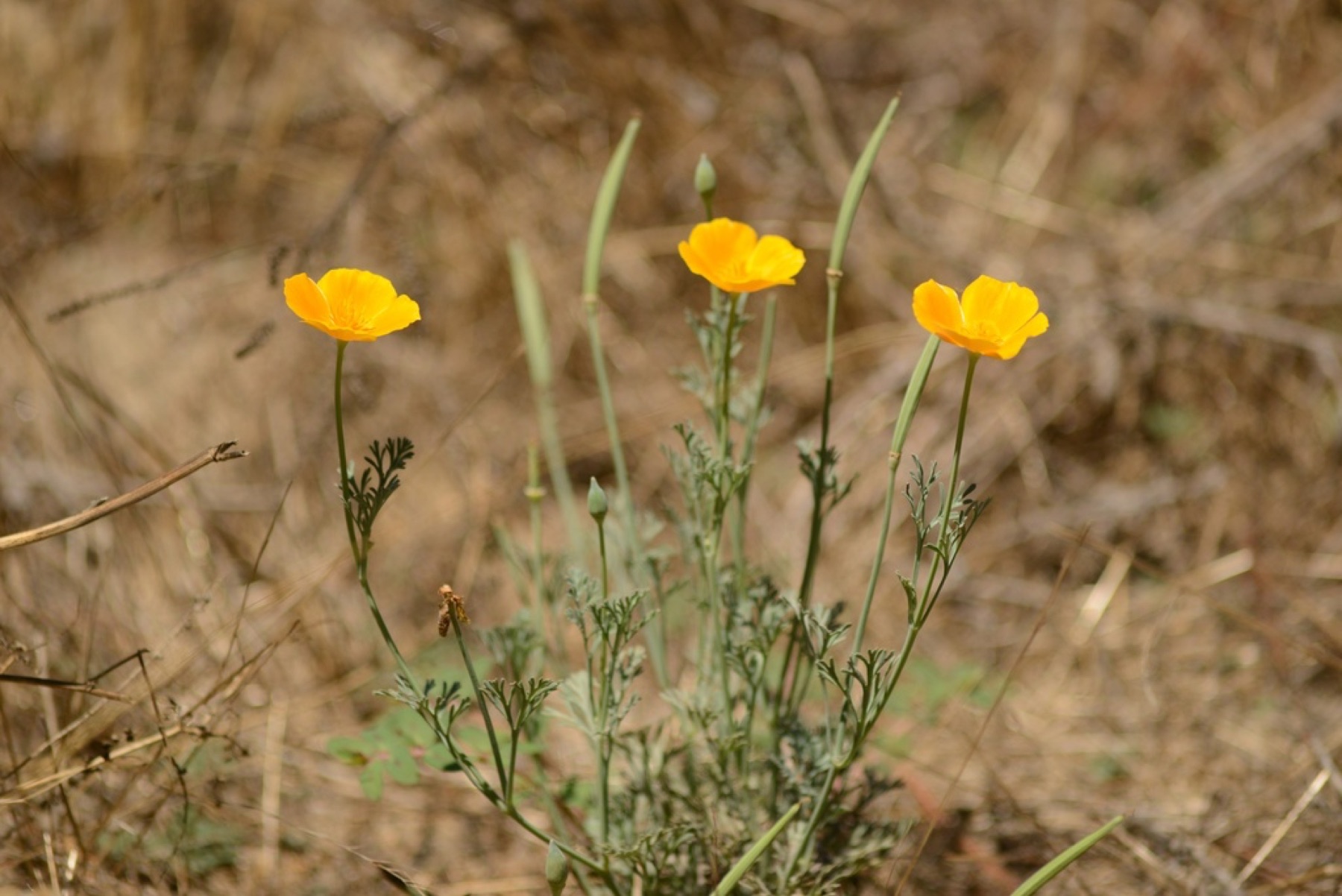 California Poppy — photo 16
