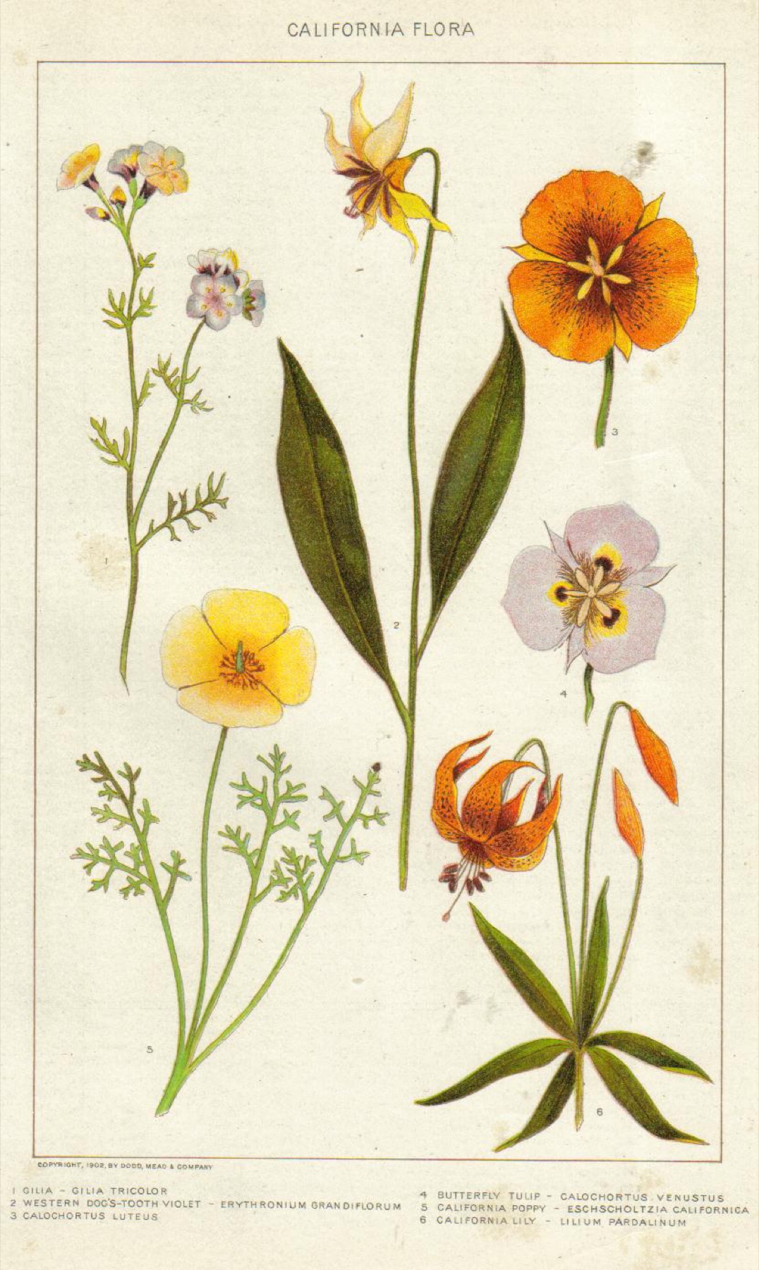 California Poppy — photo 17