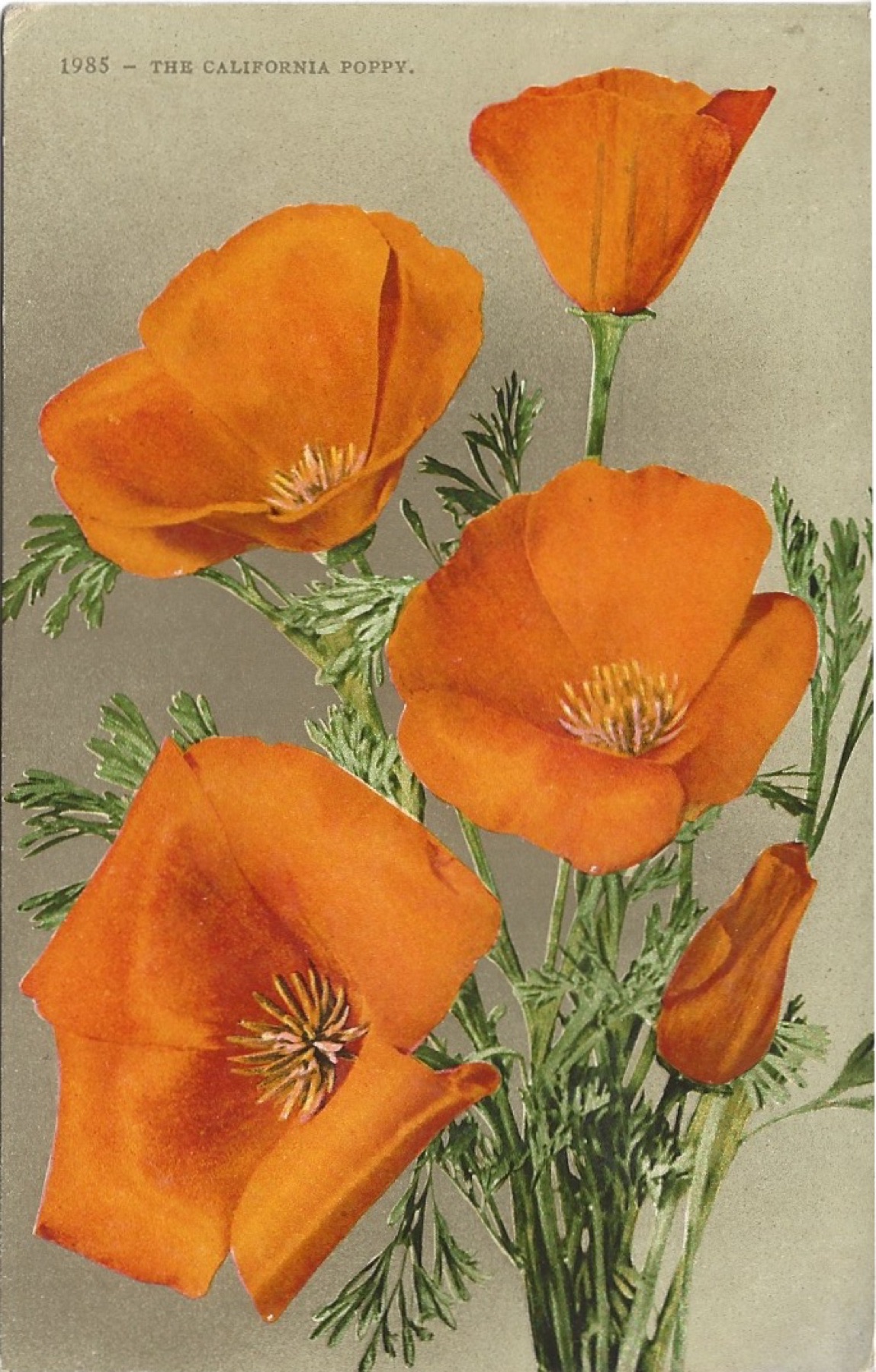 California Poppy — photo 18