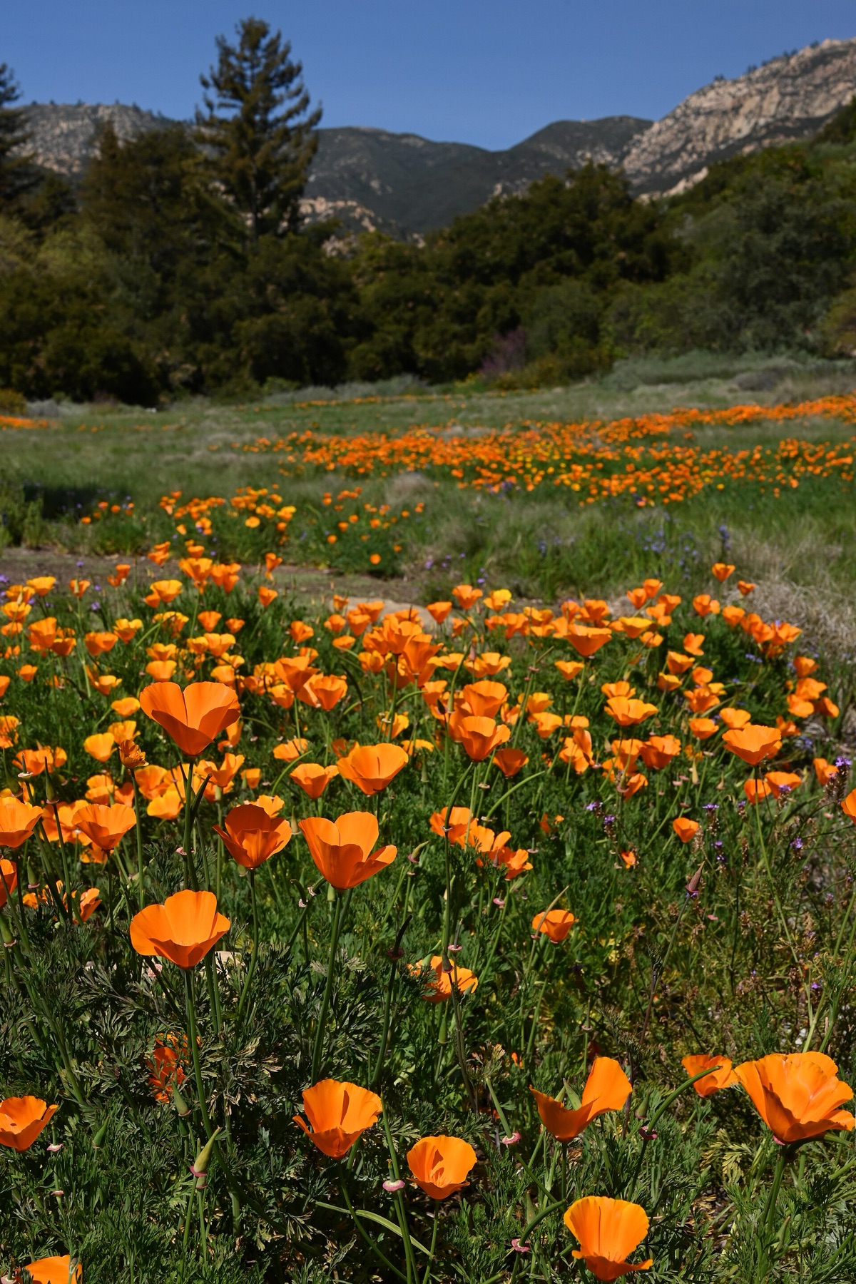 California Poppy — photo 19