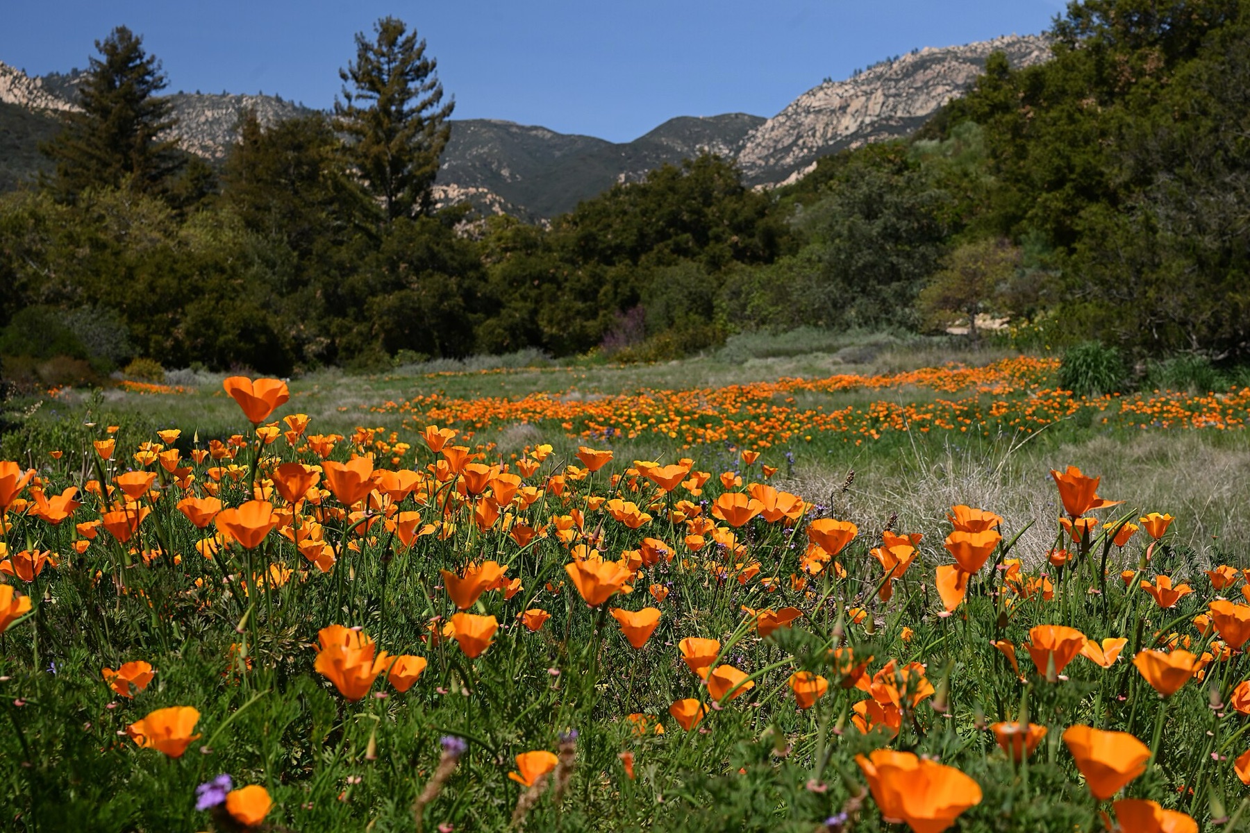 California Poppy — photo 20