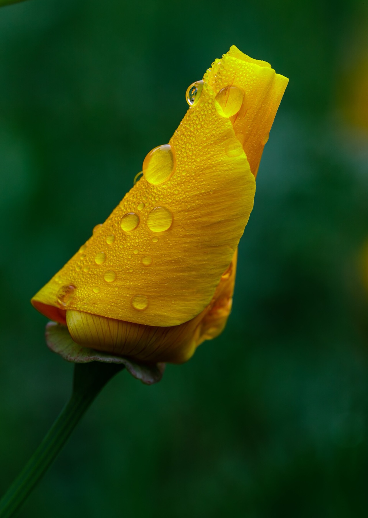 California Poppy — photo 21
