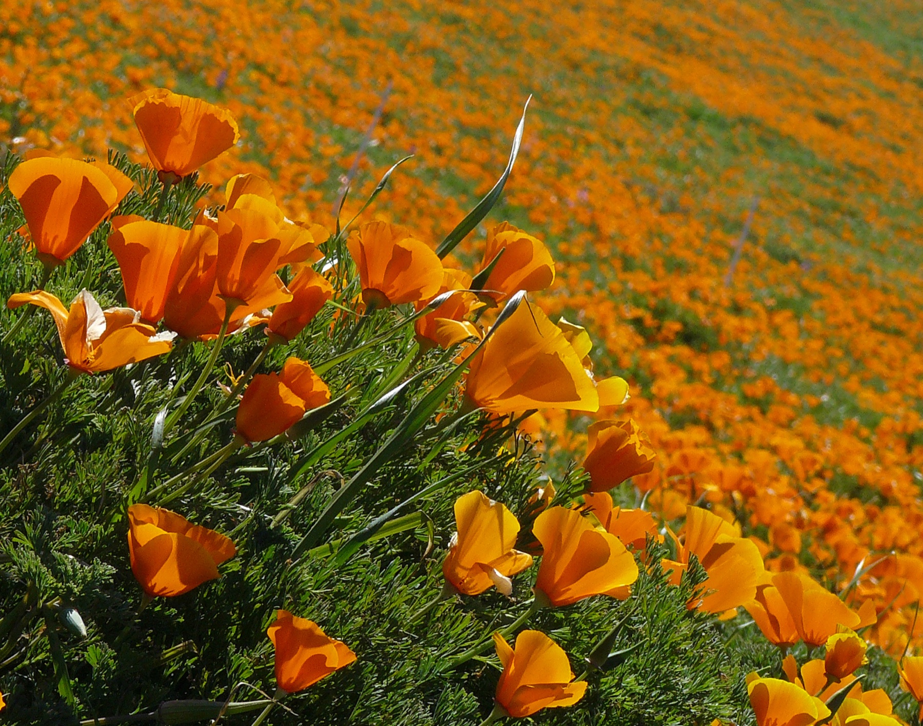 California Poppy — photo 22