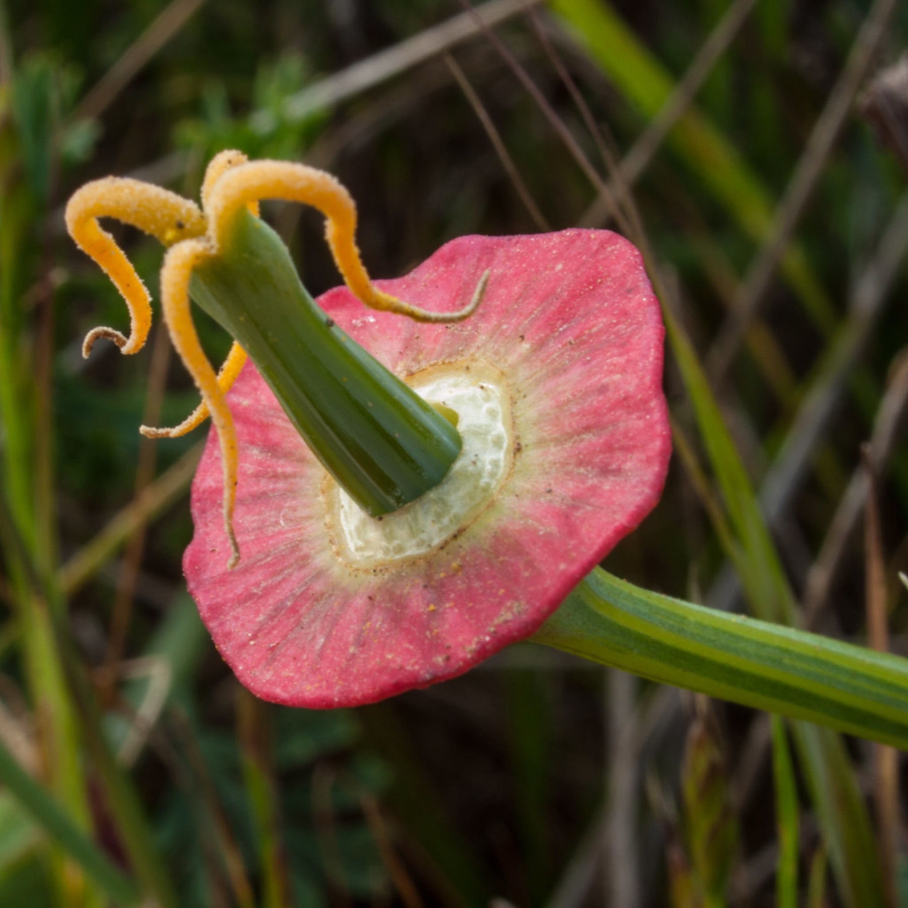 California Poppy — photo 23