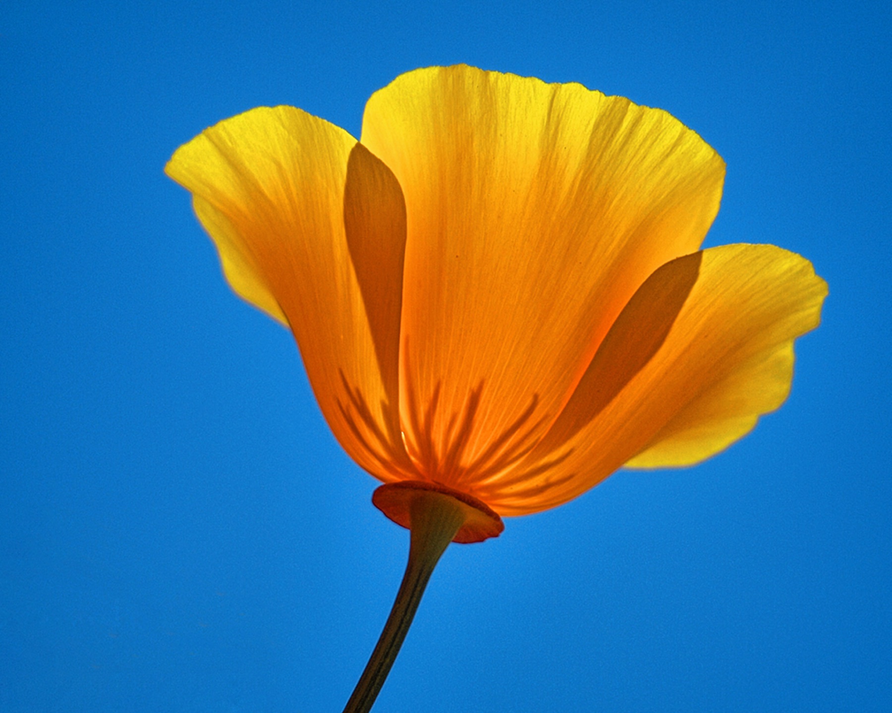 California Poppy — photo 24