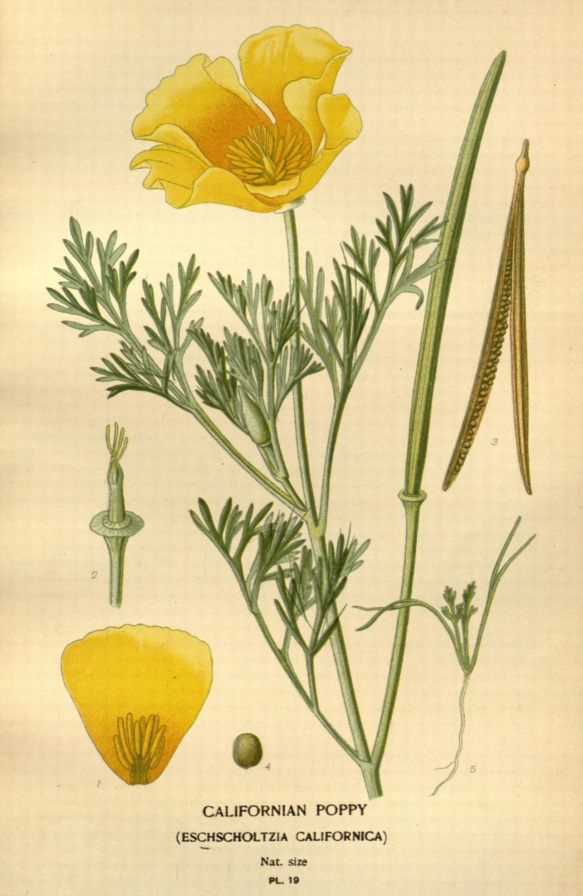 California Poppy