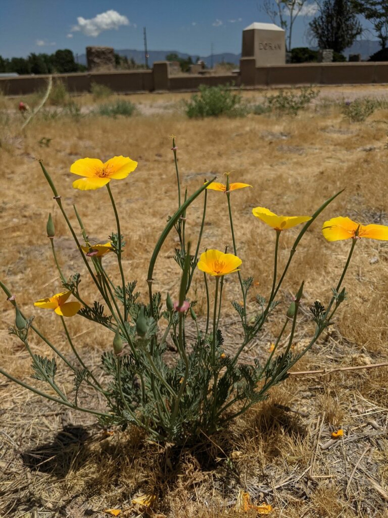 California Poppy — photo 2