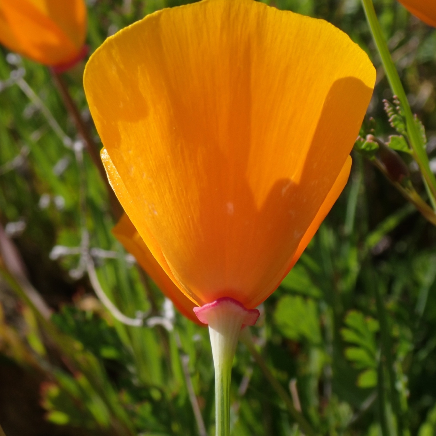 California Poppy — photo 3