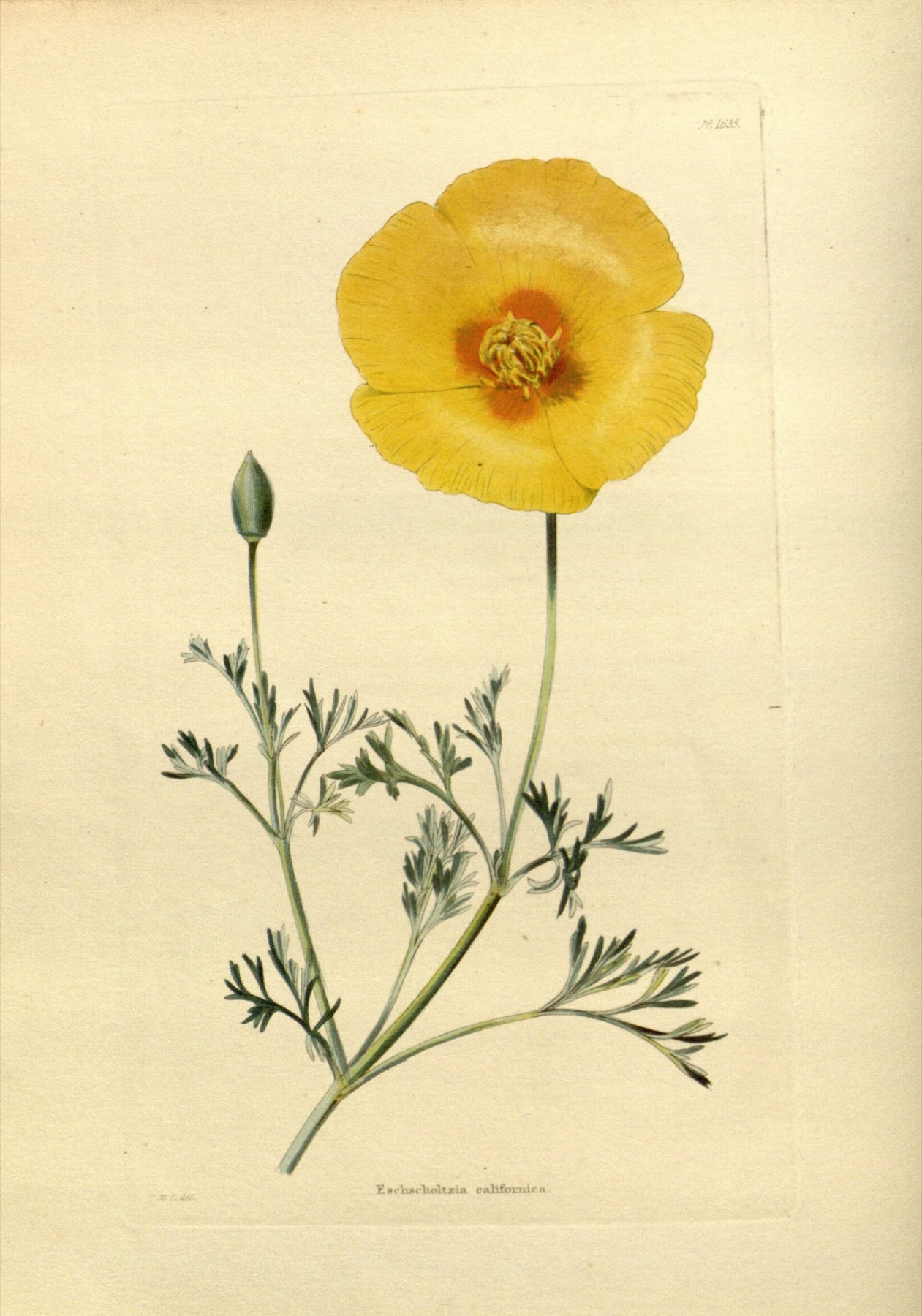California Poppy — photo 4