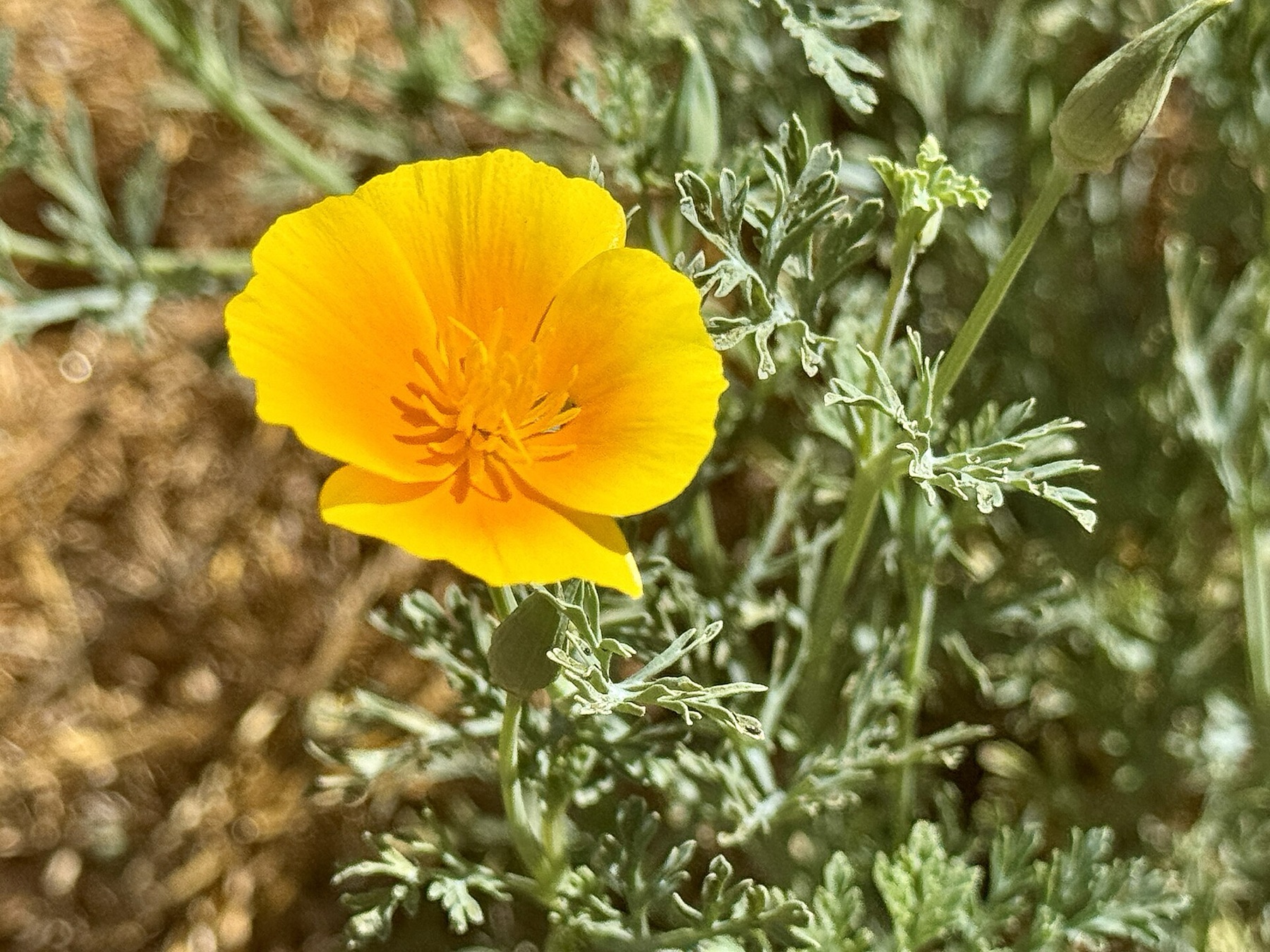 California Poppy — photo 5