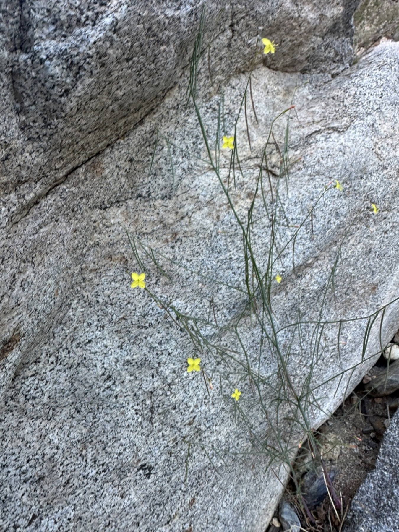 California Primrose — photo 8