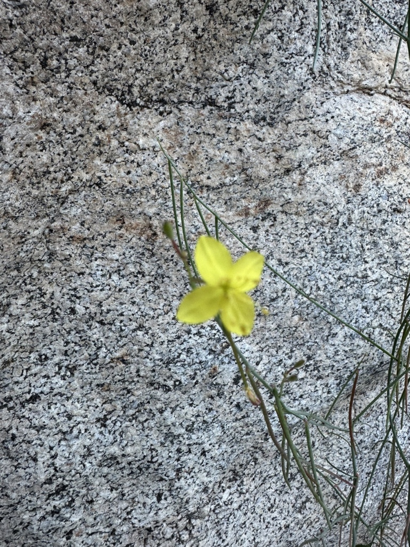 California Primrose — photo 9