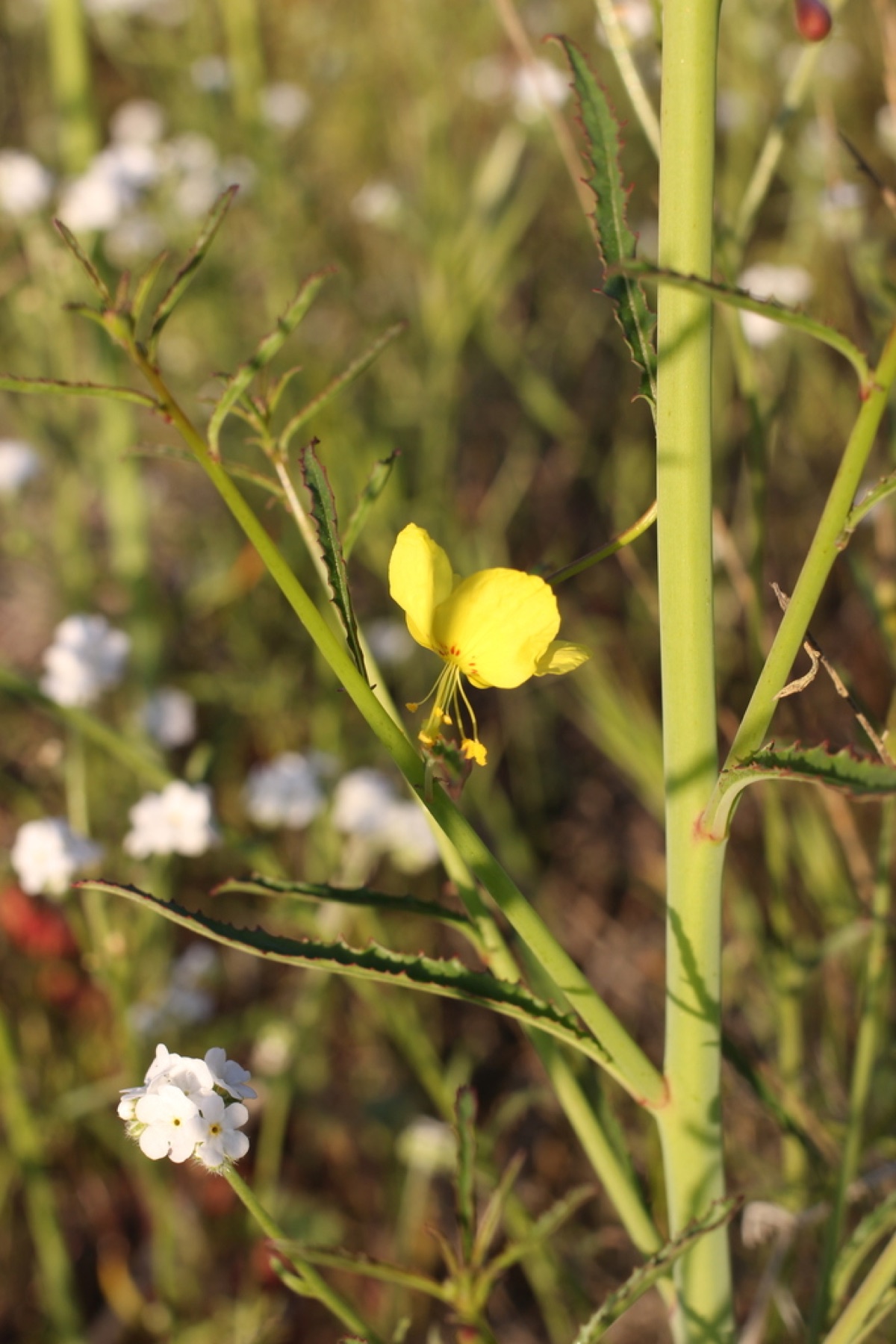California Primrose — photo 10