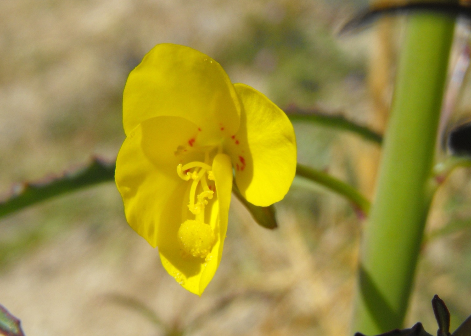California Primrose — photo 11
