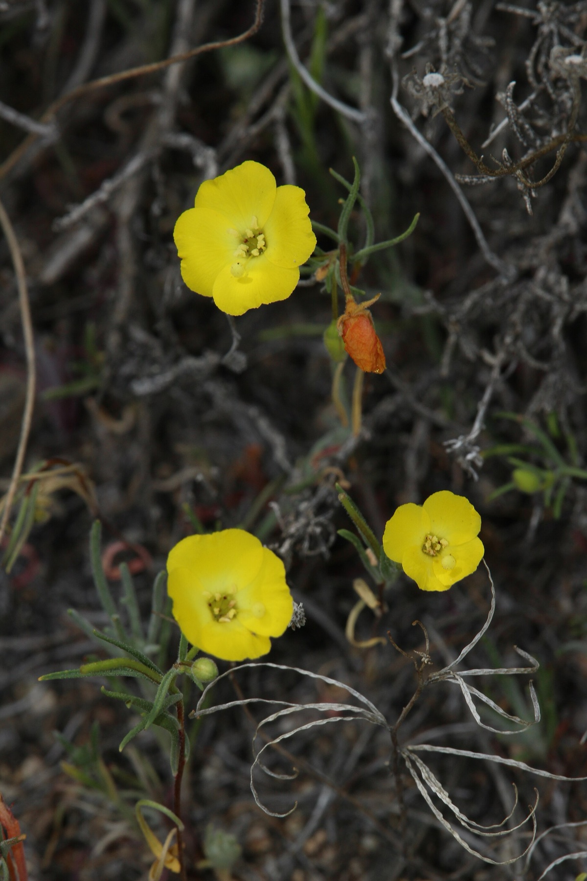 California Primrose — photo 12