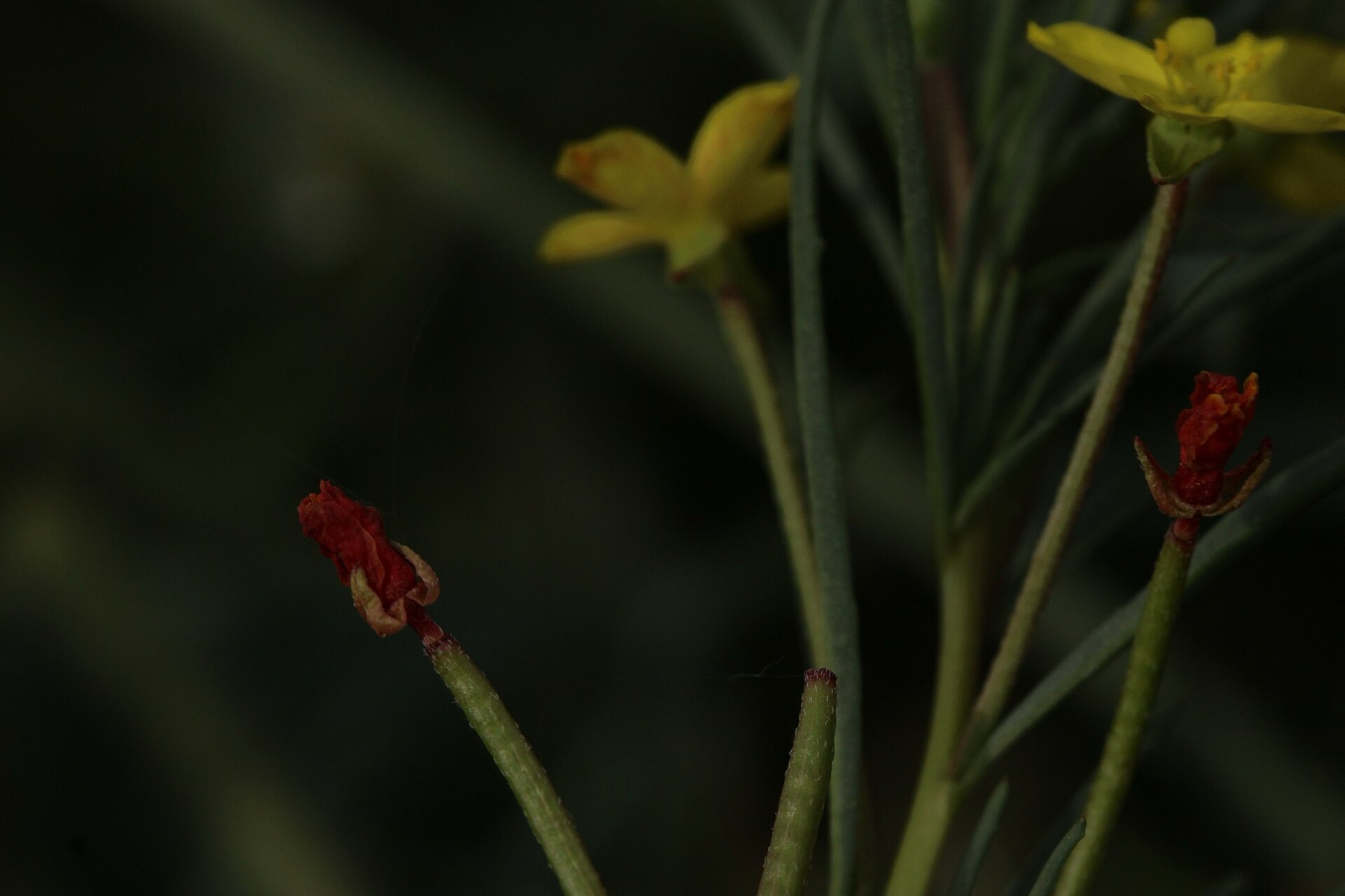 California Primrose — photo 13