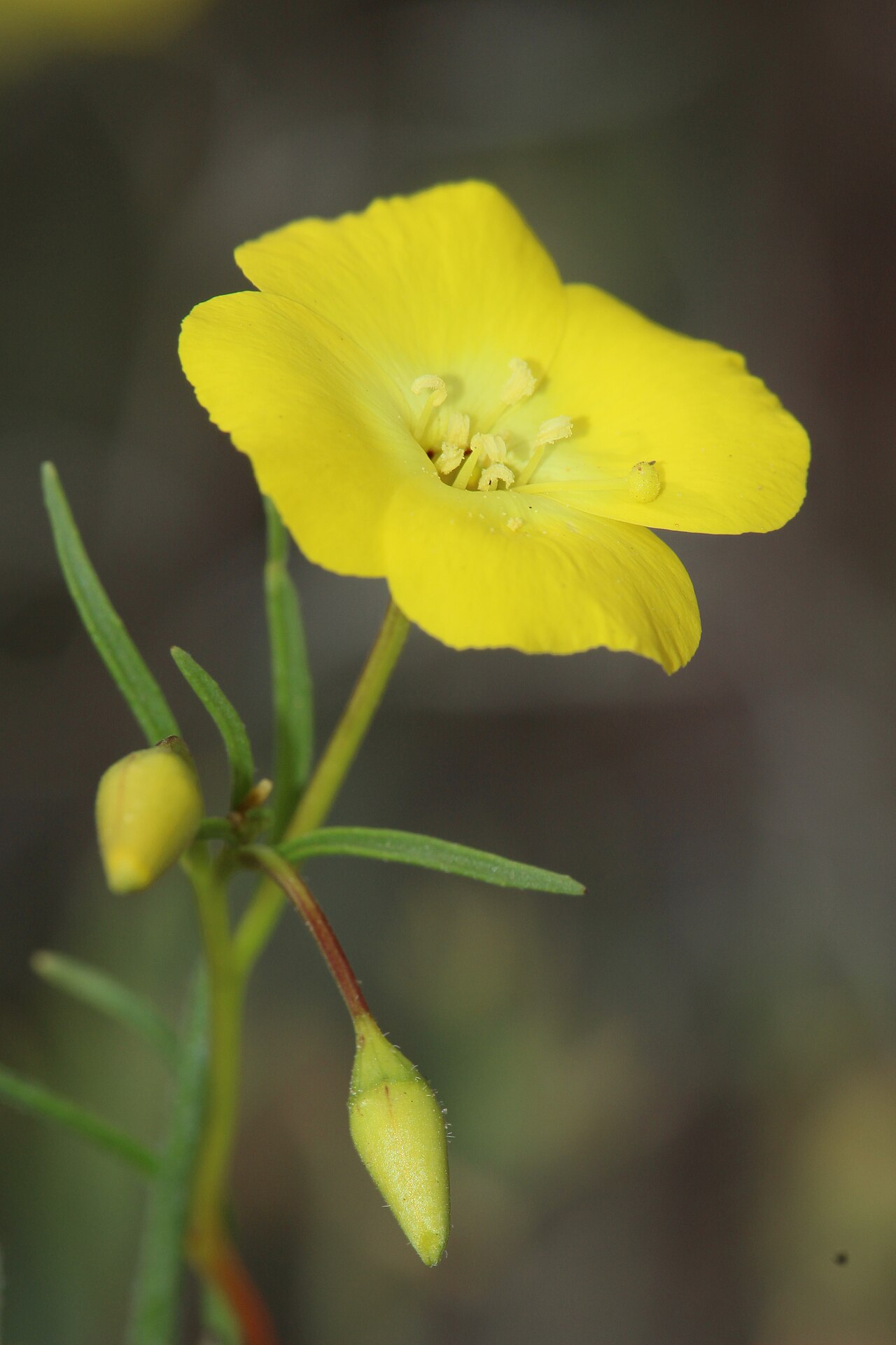 California Primrose — photo 16
