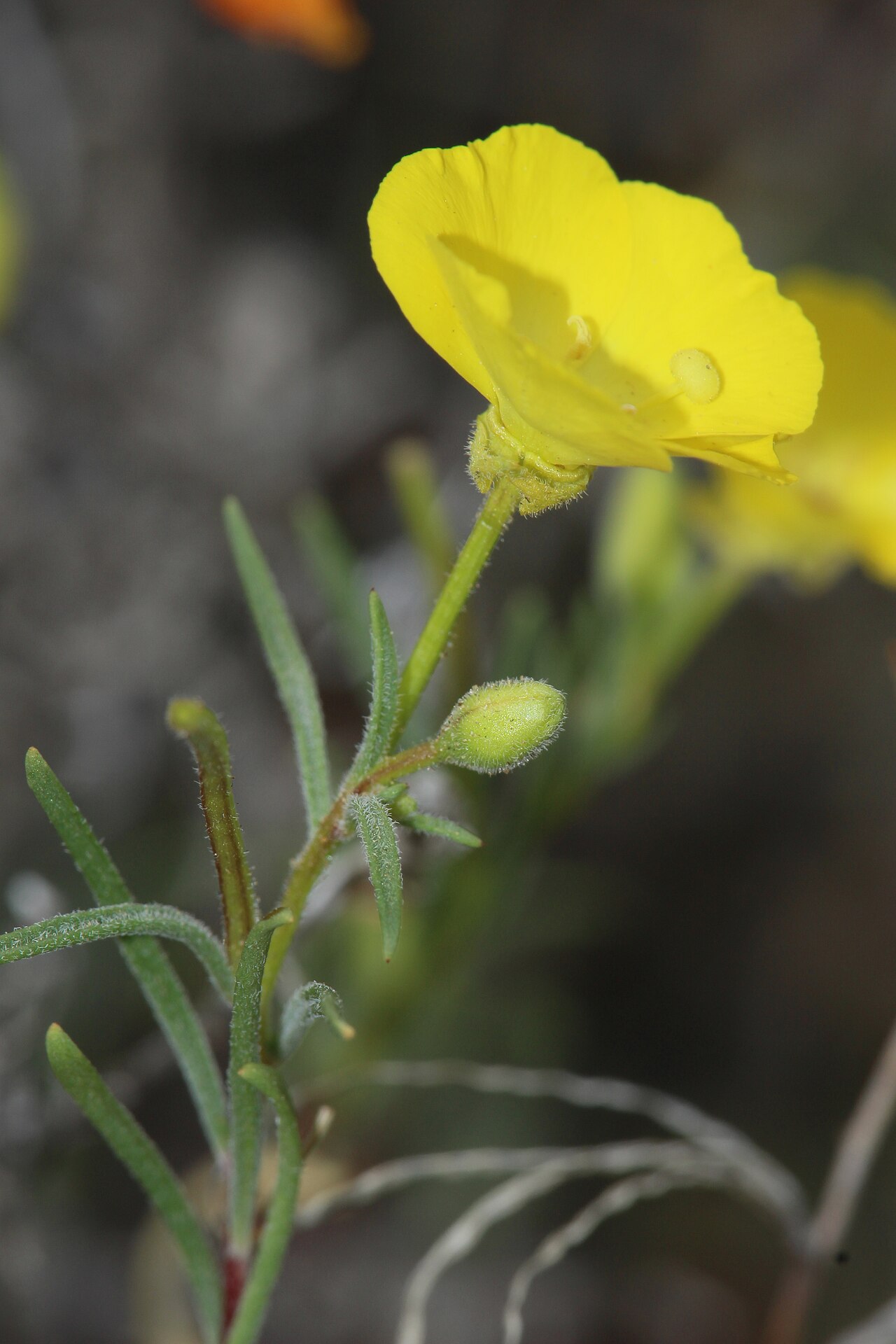 California Primrose — photo 17