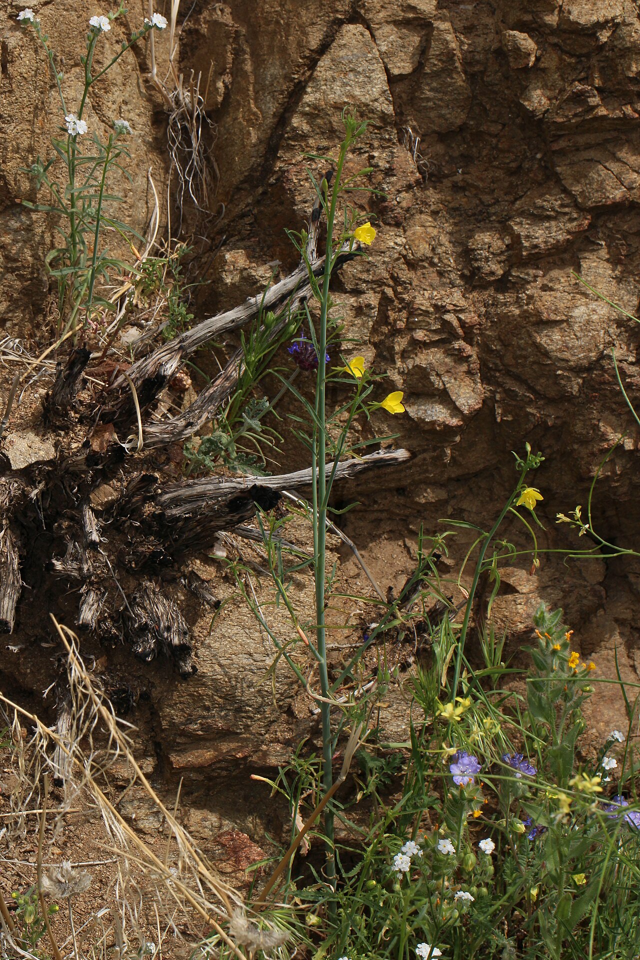 California Primrose — photo 18