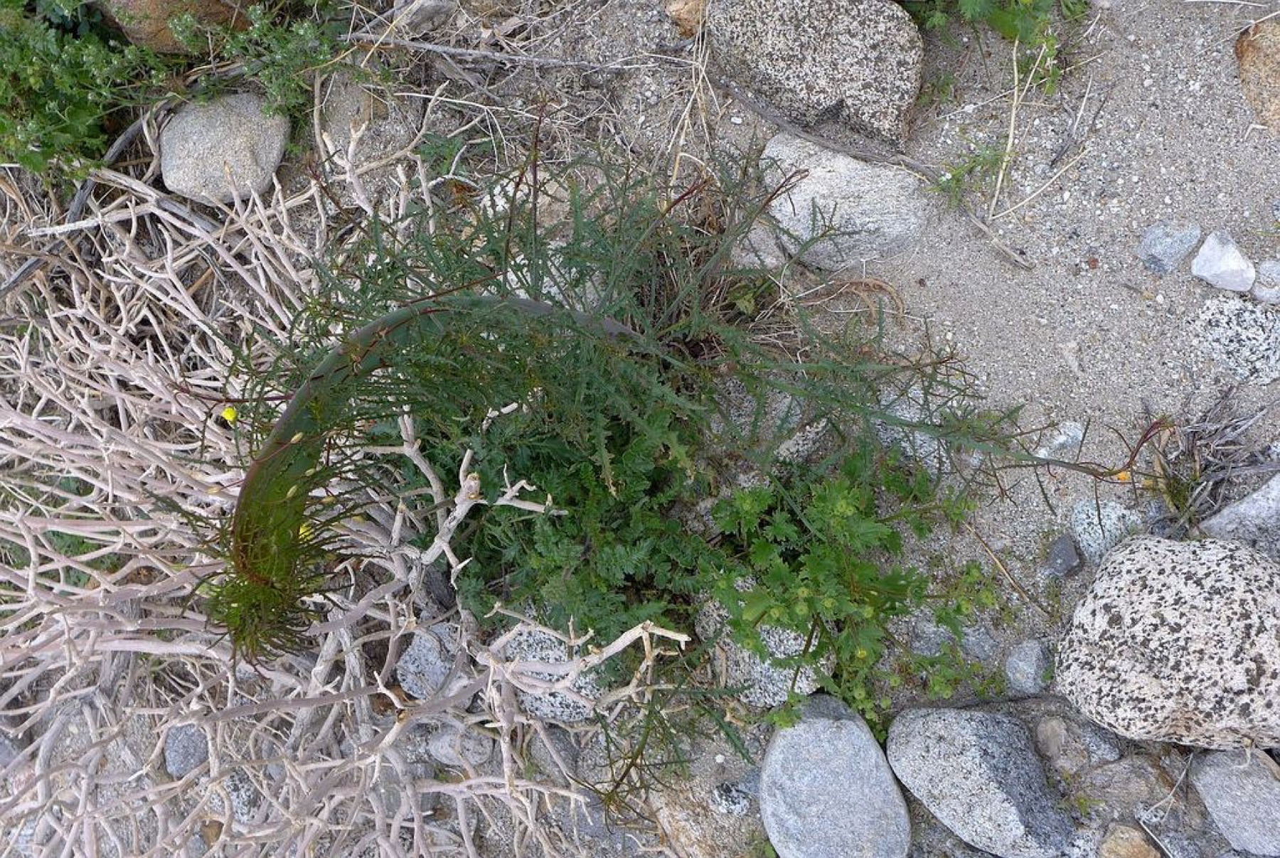 California Primrose