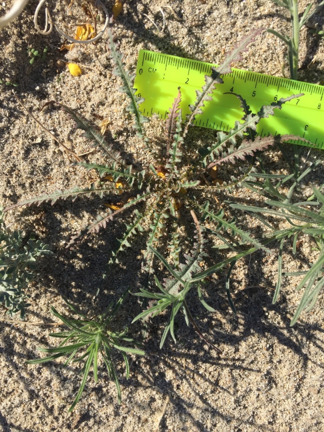 California Primrose — photo 2