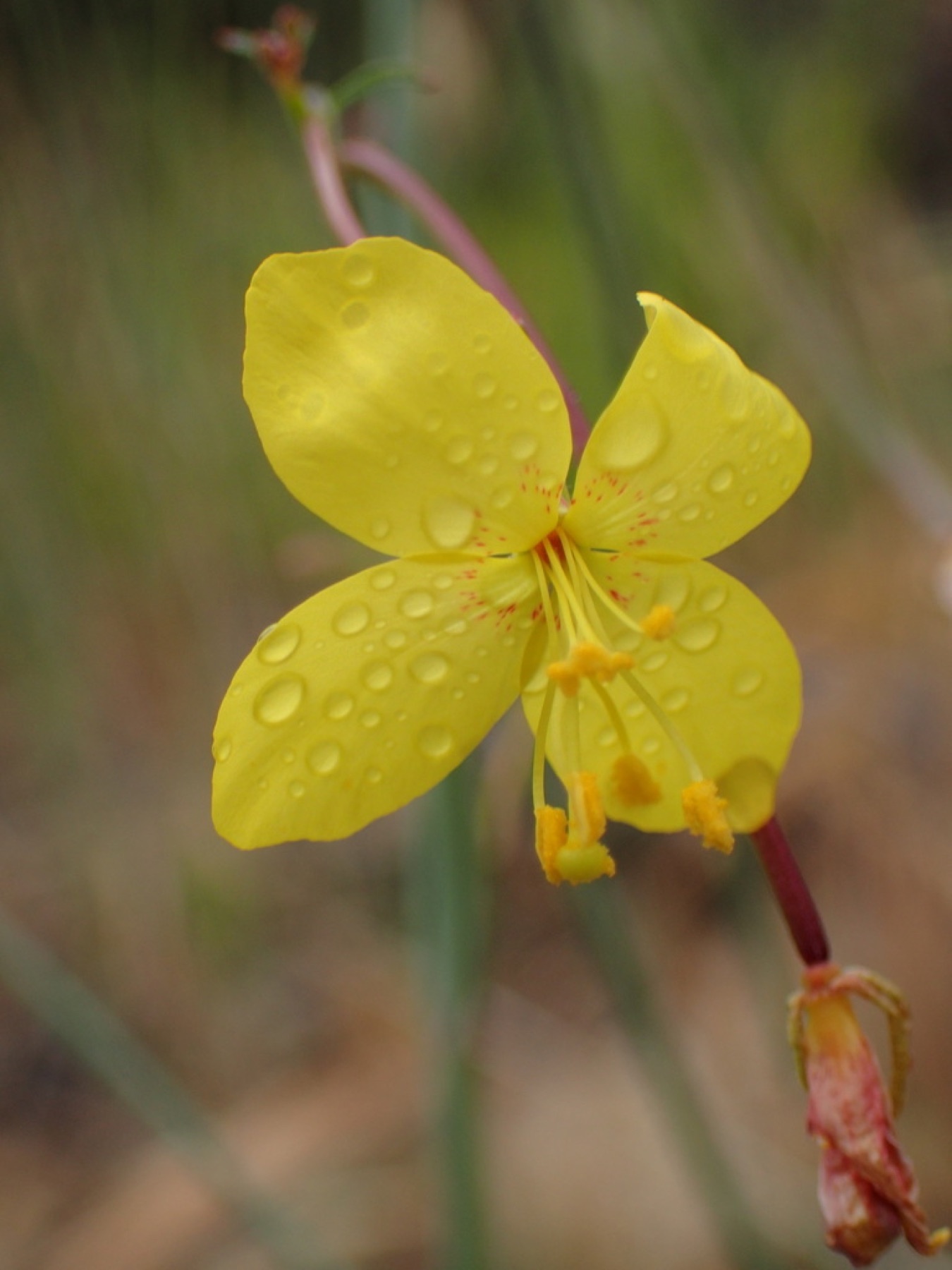 California Primrose — photo 3