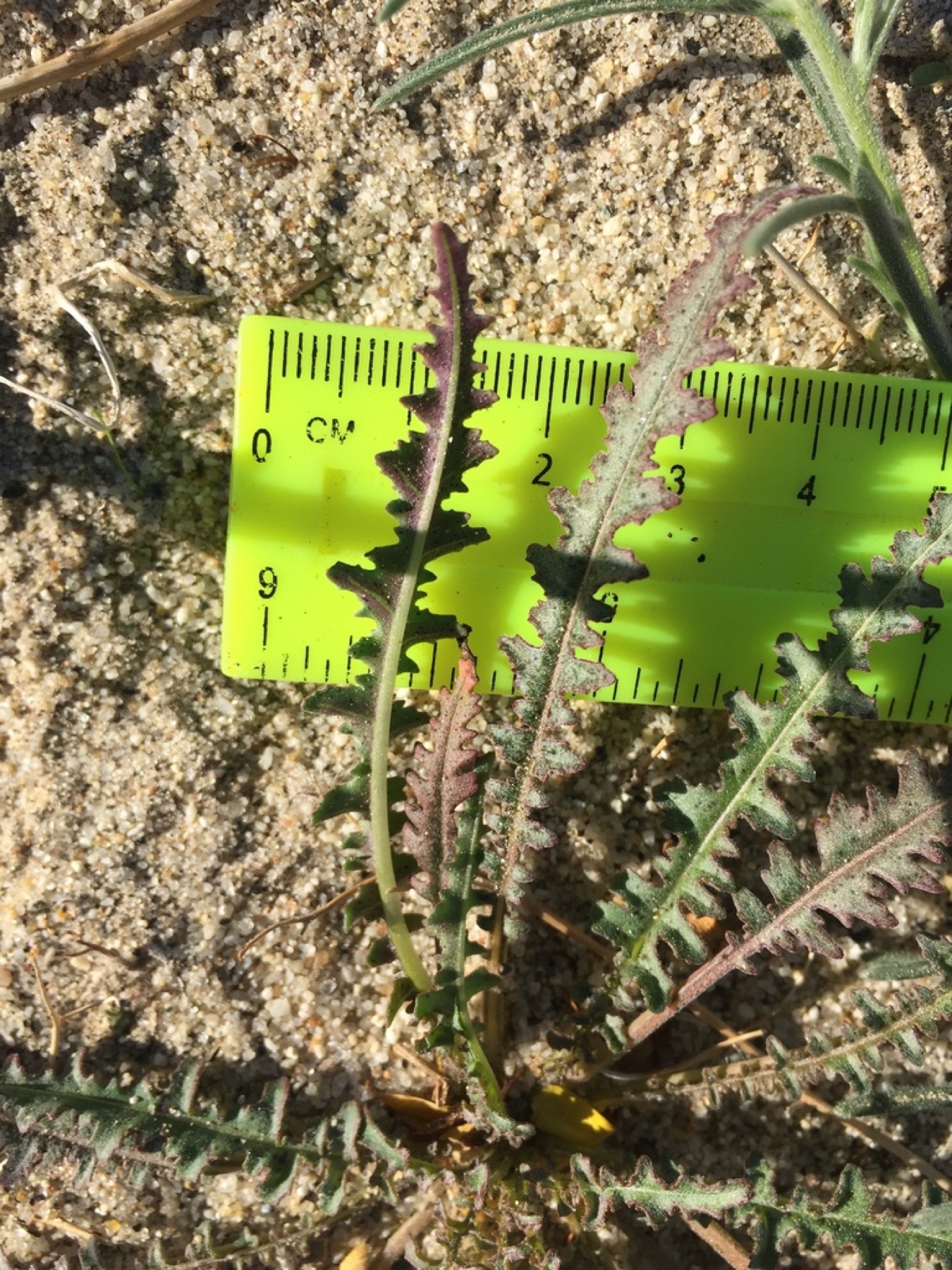 California Primrose — photo 4