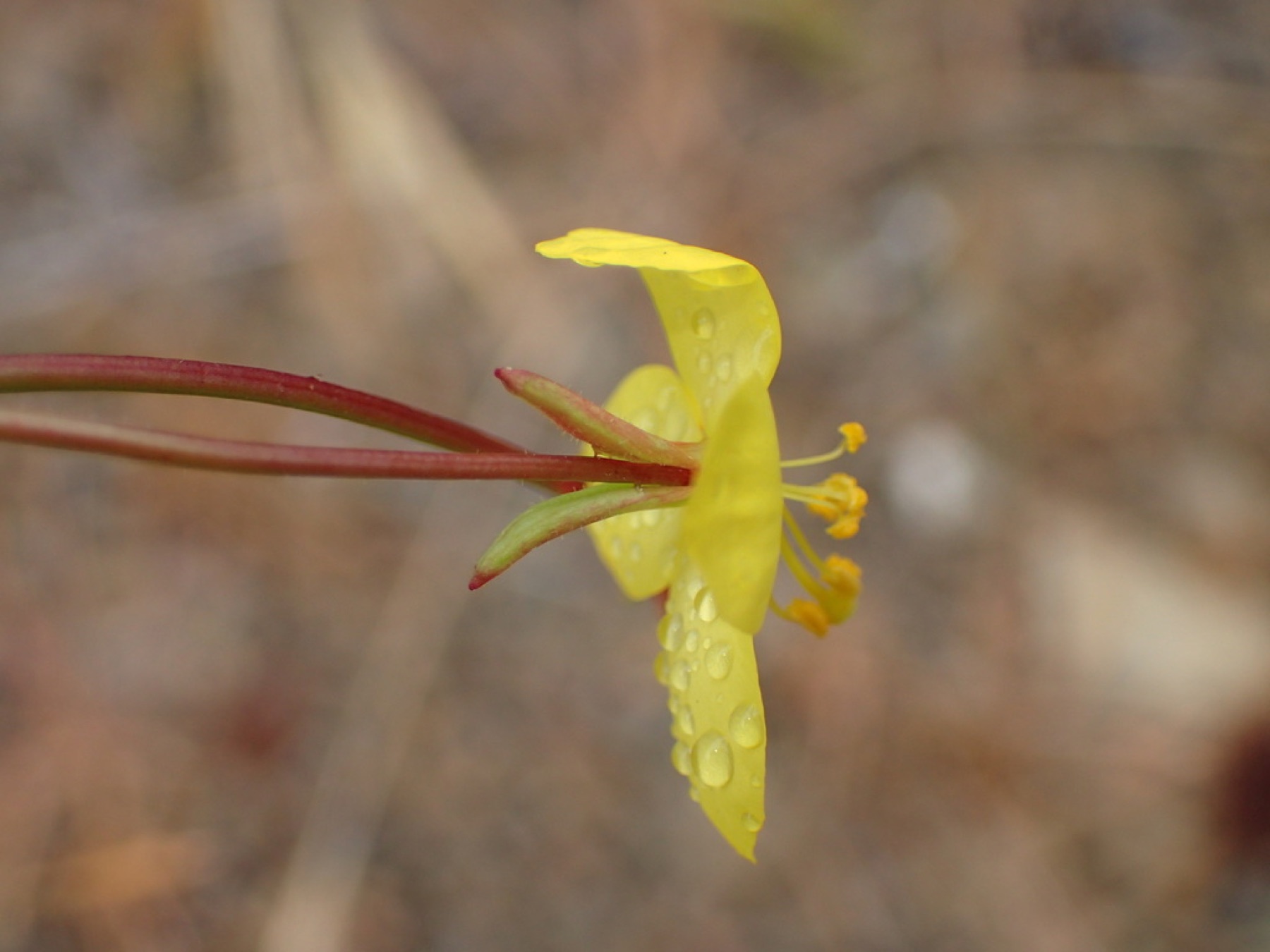 California Primrose — photo 5