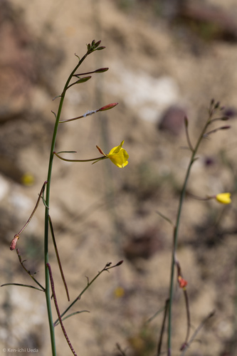 California Primrose — photo 15