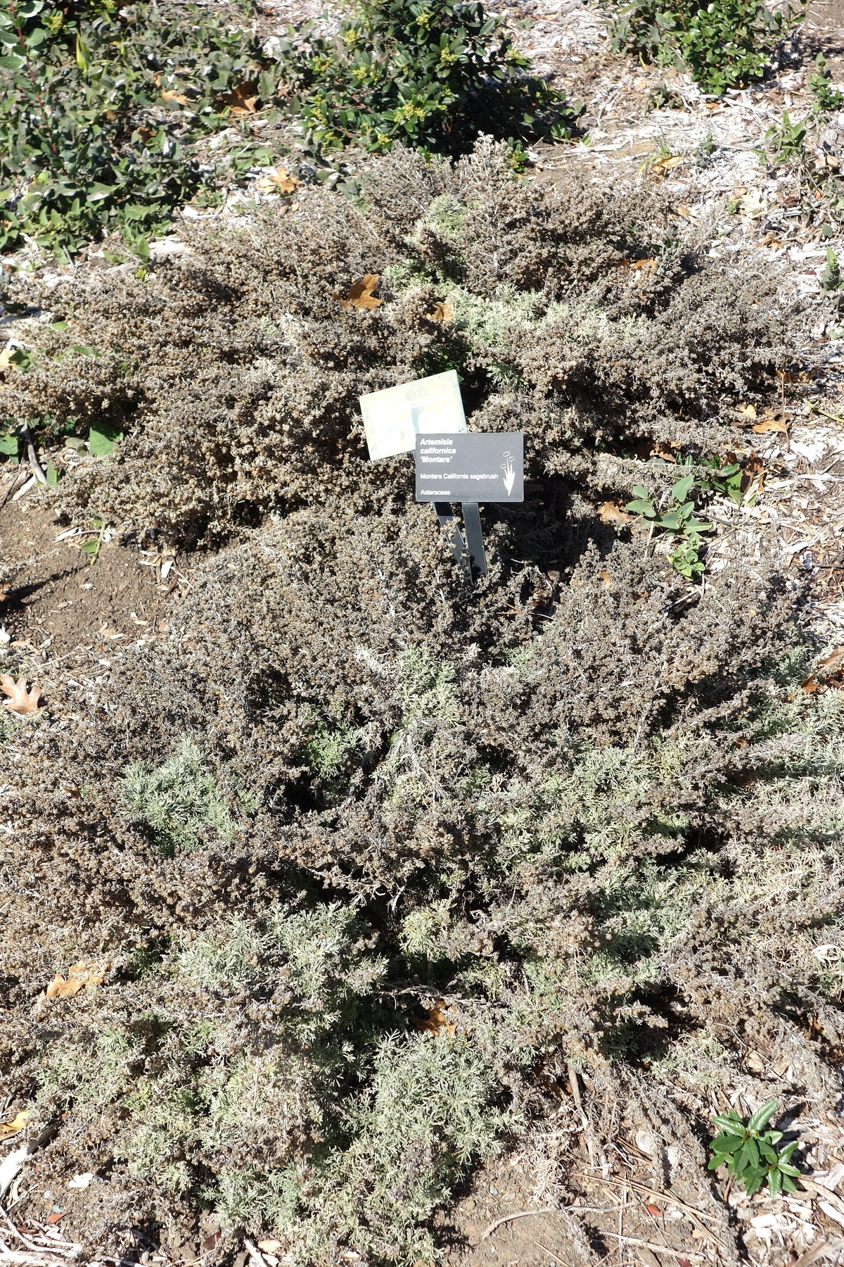California Sagebrush — photo 6
