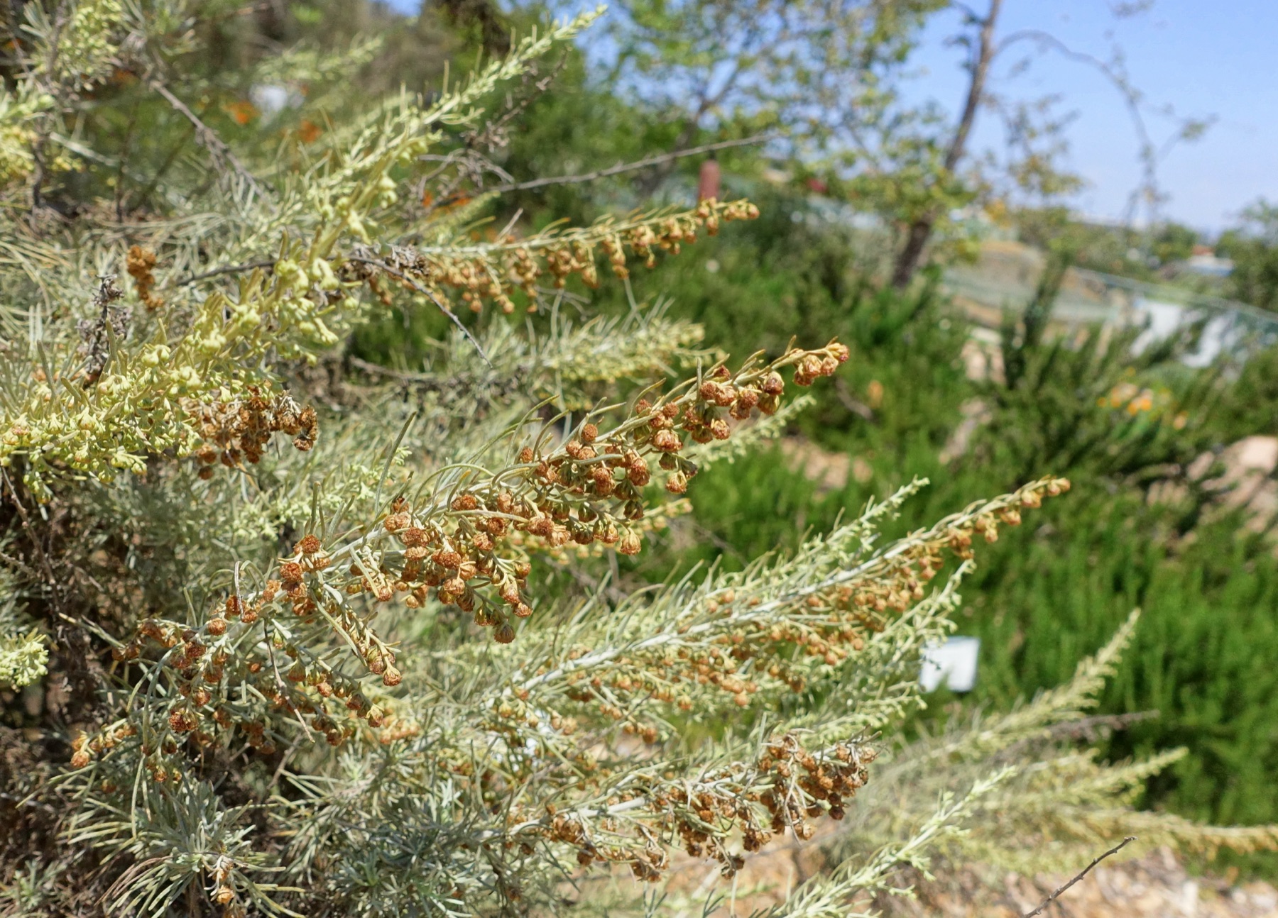 California Sagebrush — photo 8