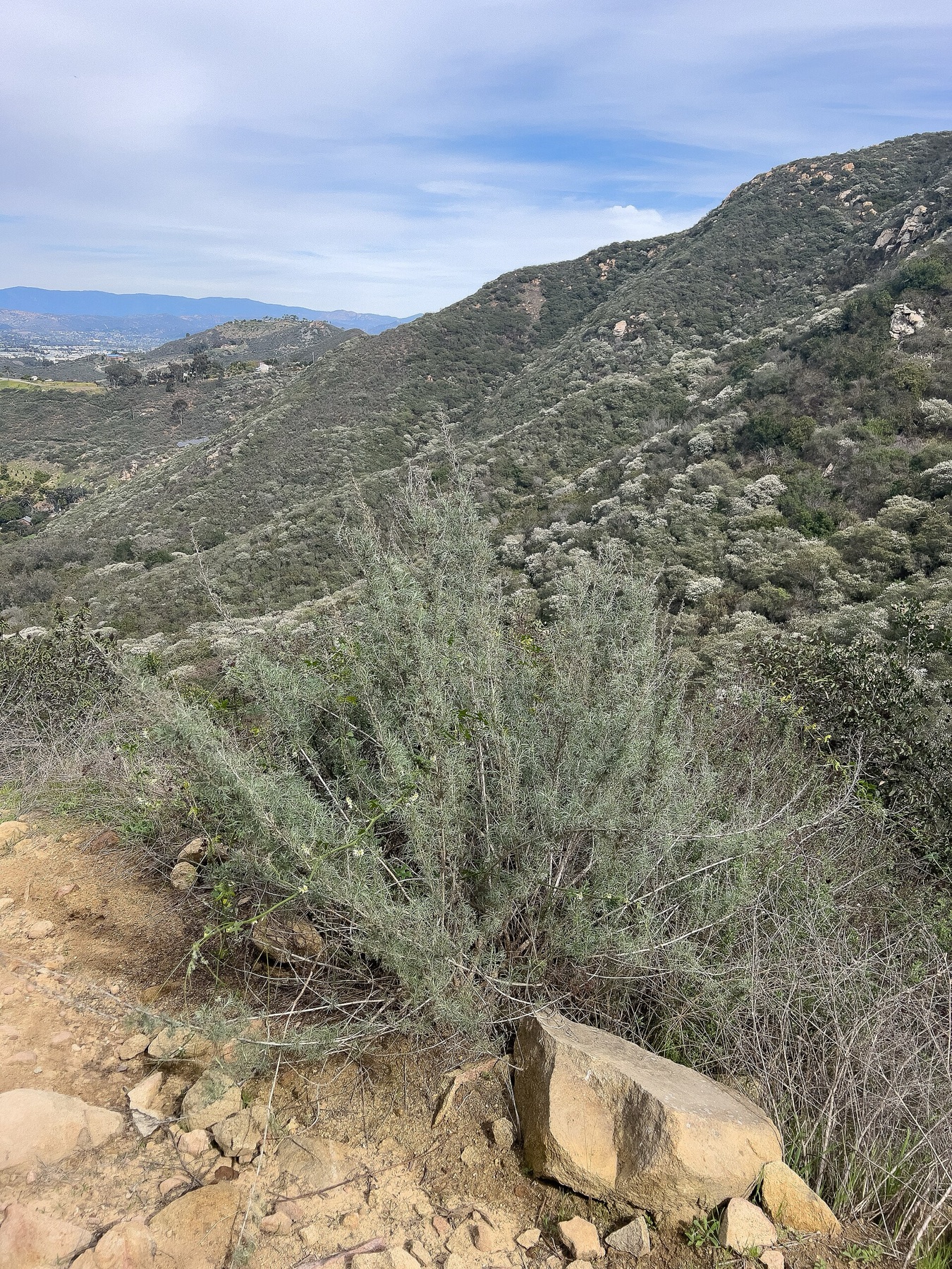 California Sagebrush — photo 9