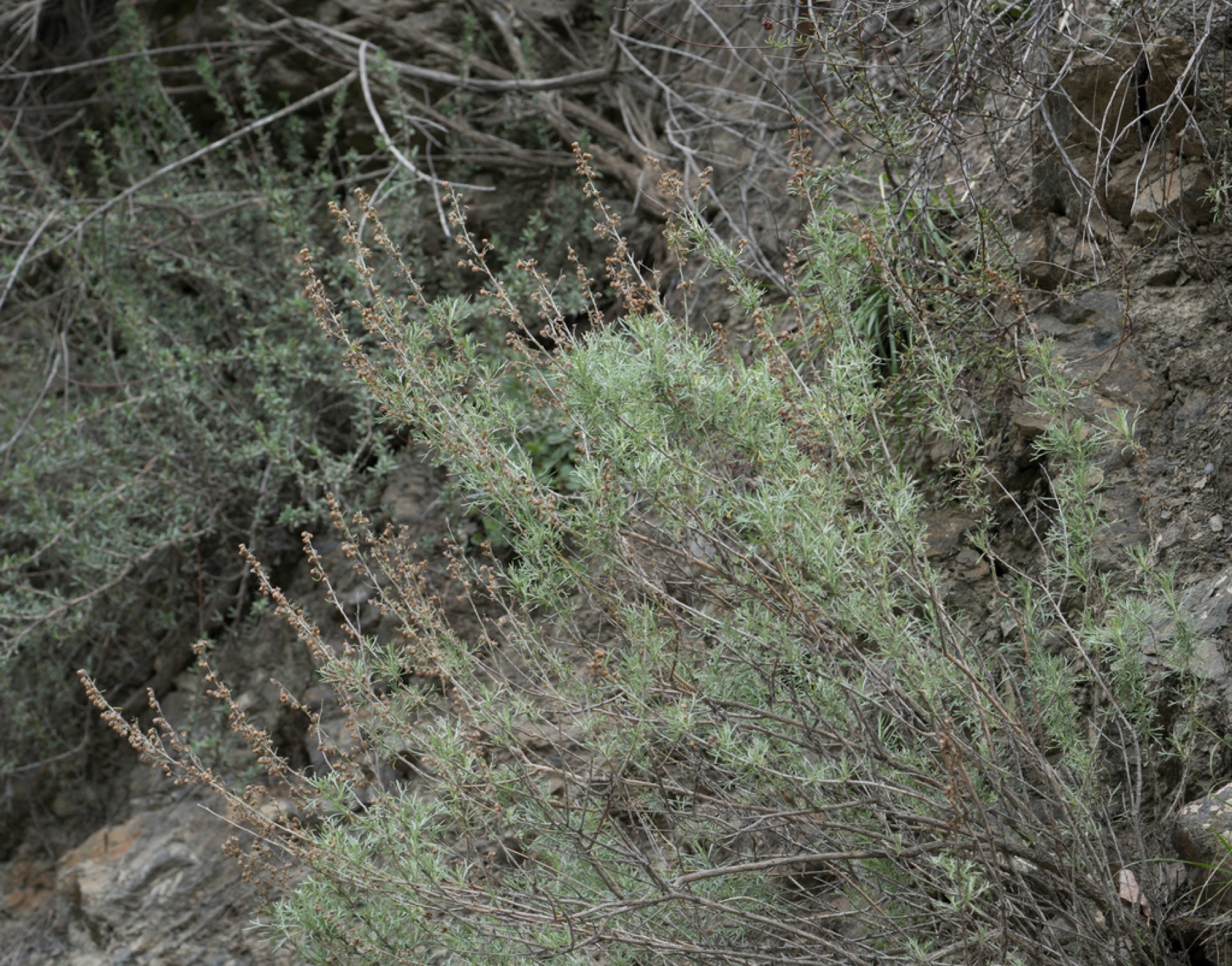 California Sagebrush — photo 10