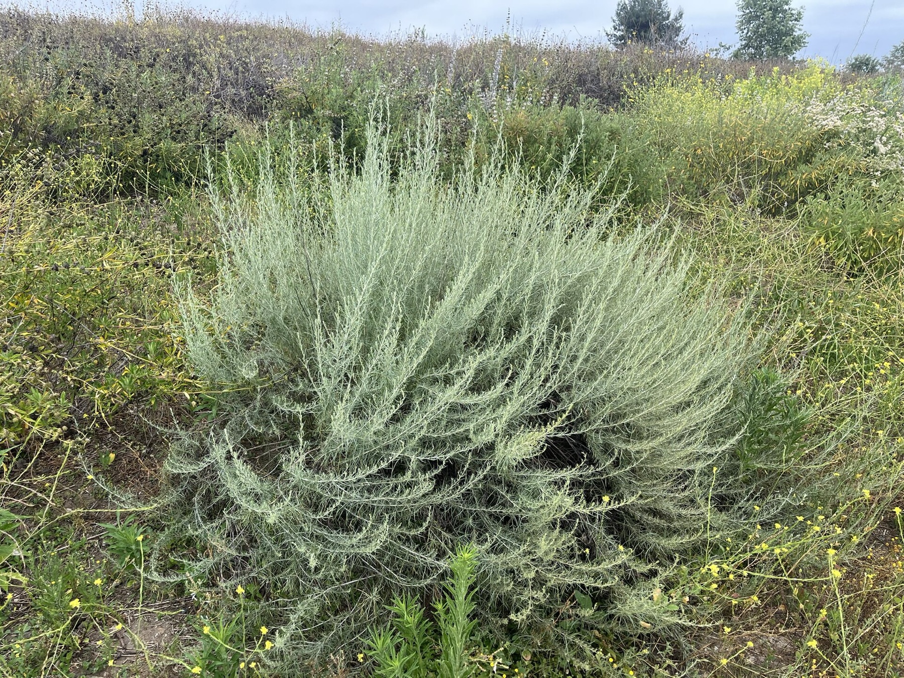 California Sagebrush — photo 11