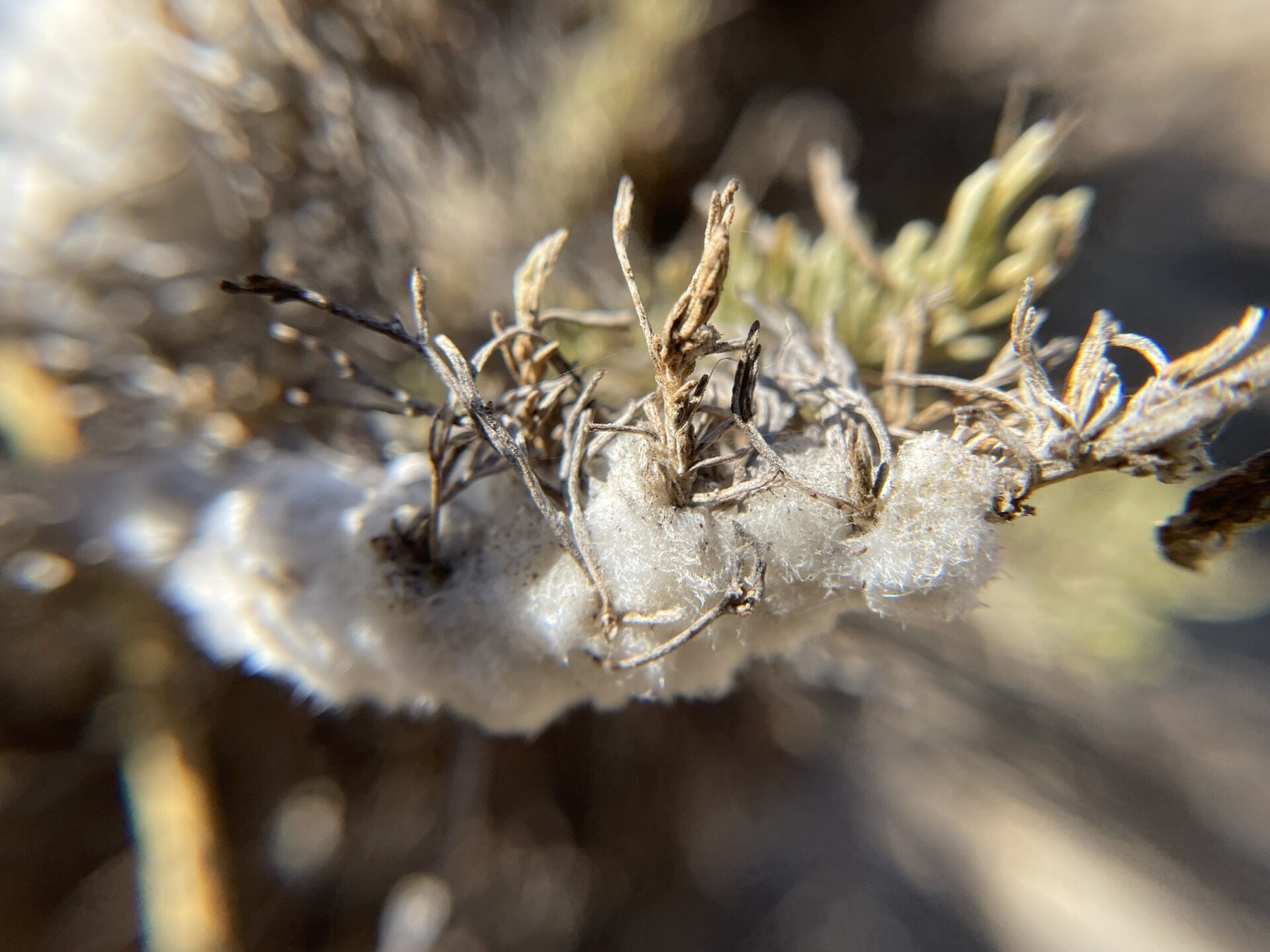 California Sagebrush — photo 12
