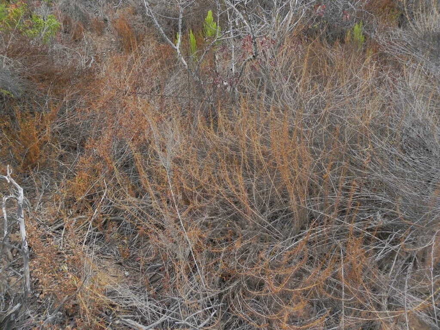 California Sagebrush — photo 13