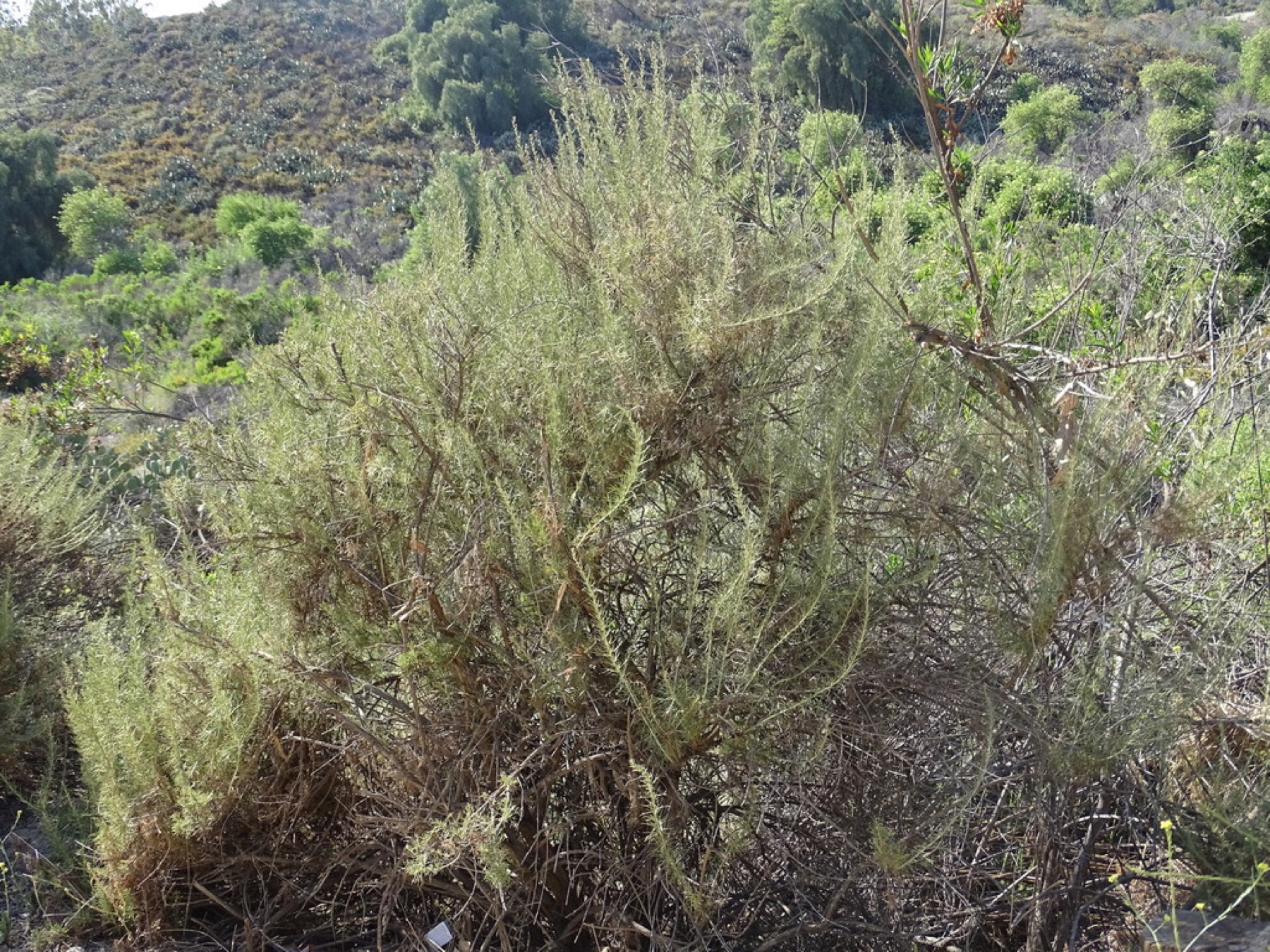 California Sagebrush — photo 14