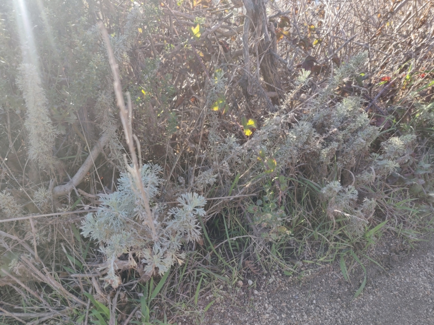 California Sagebrush — photo 15