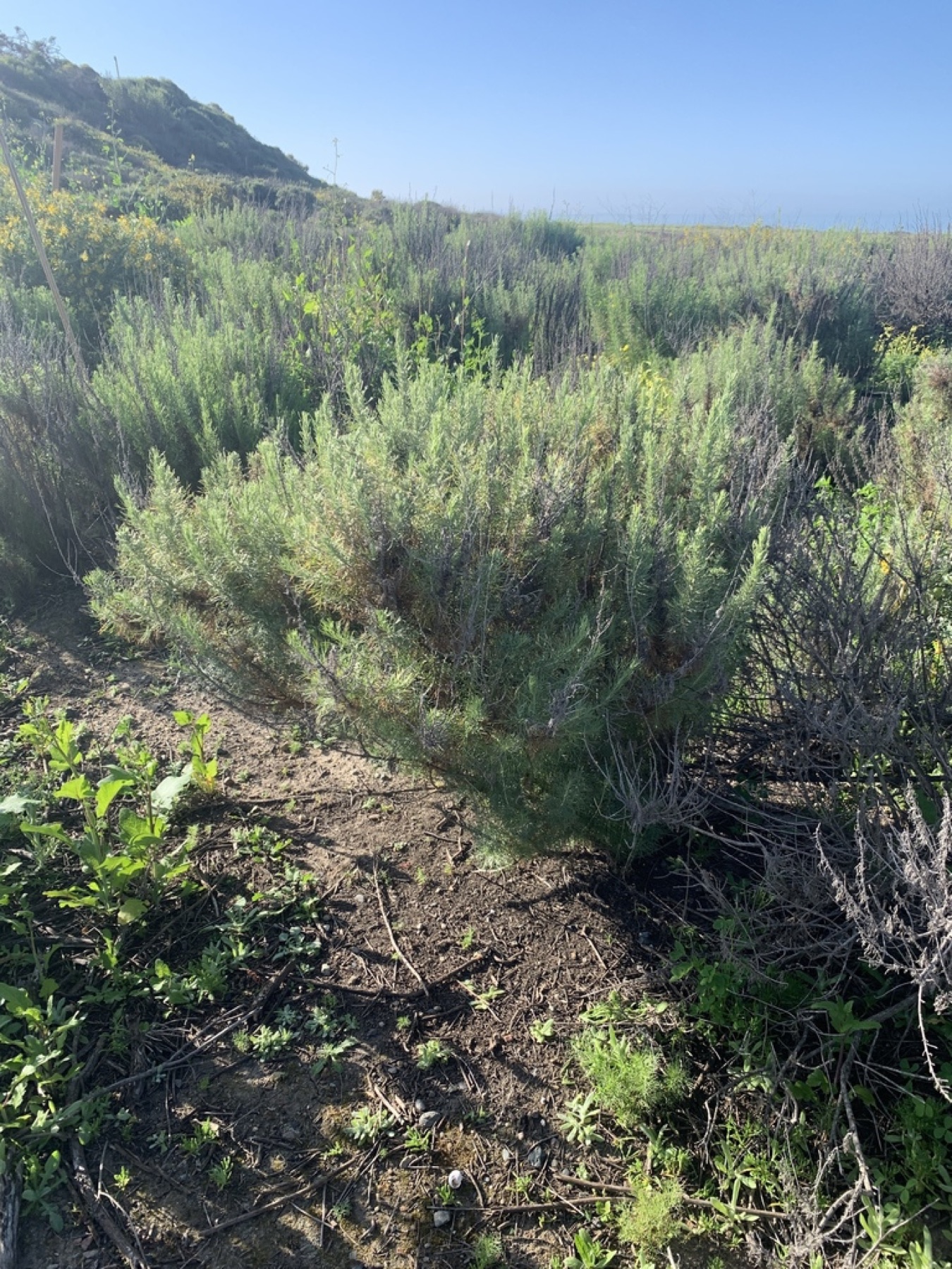 California Sagebrush — photo 16