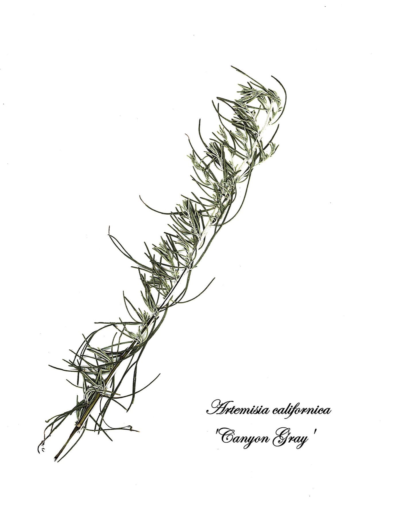 California Sagebrush — photo 17