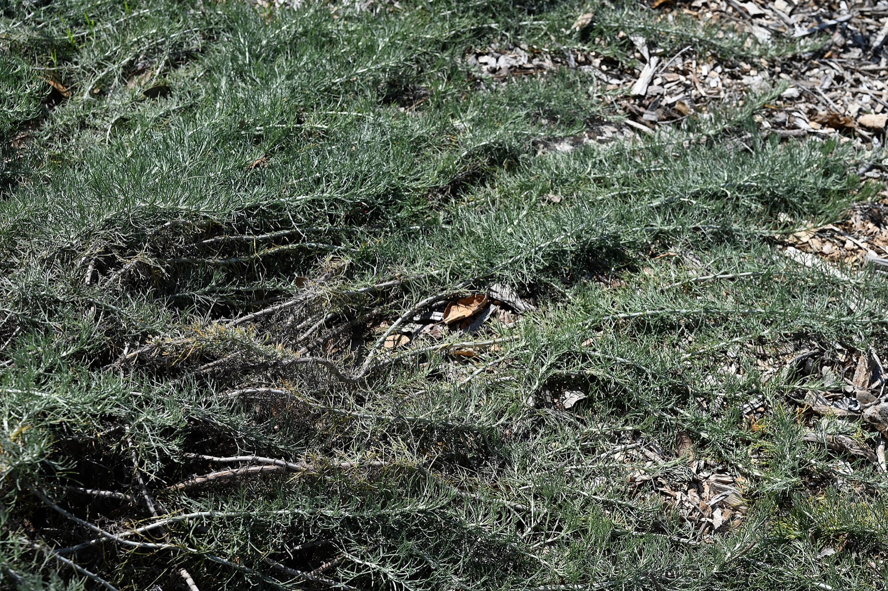 California Sagebrush — photo 18