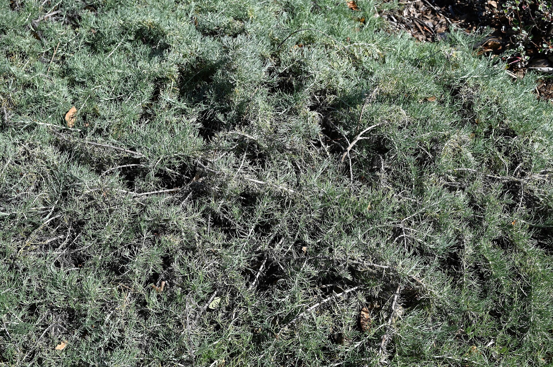 California Sagebrush — photo 19